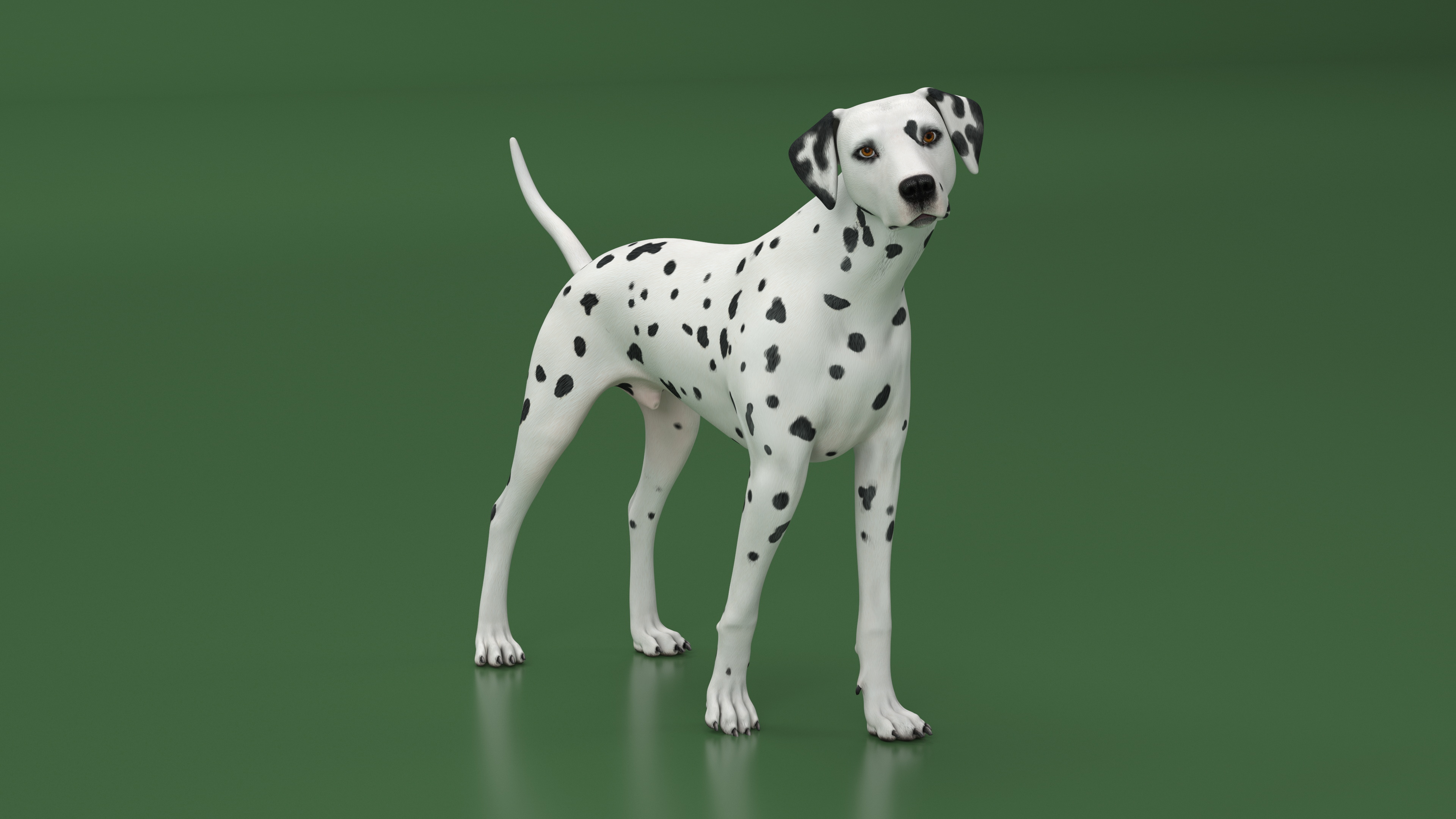 Dalmatian Dog Rigged for Cinema 4D 3D model