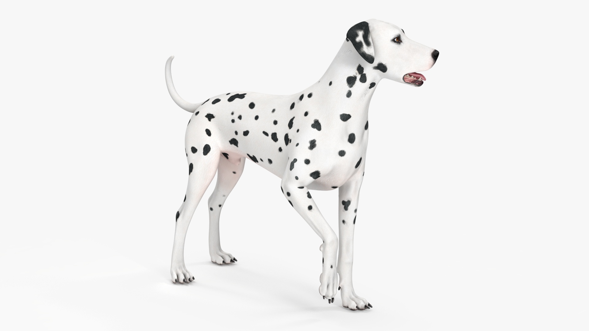 Dalmatian Dog Rigged for Cinema 4D 3D model