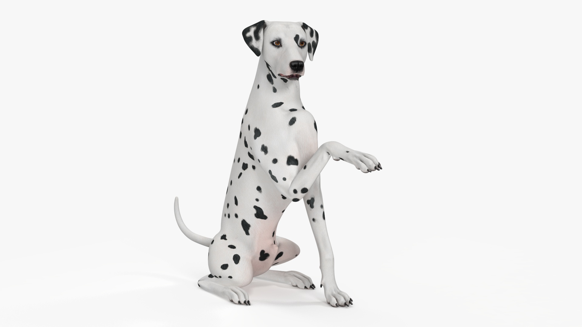 Dalmatian Dog Rigged for Cinema 4D 3D model