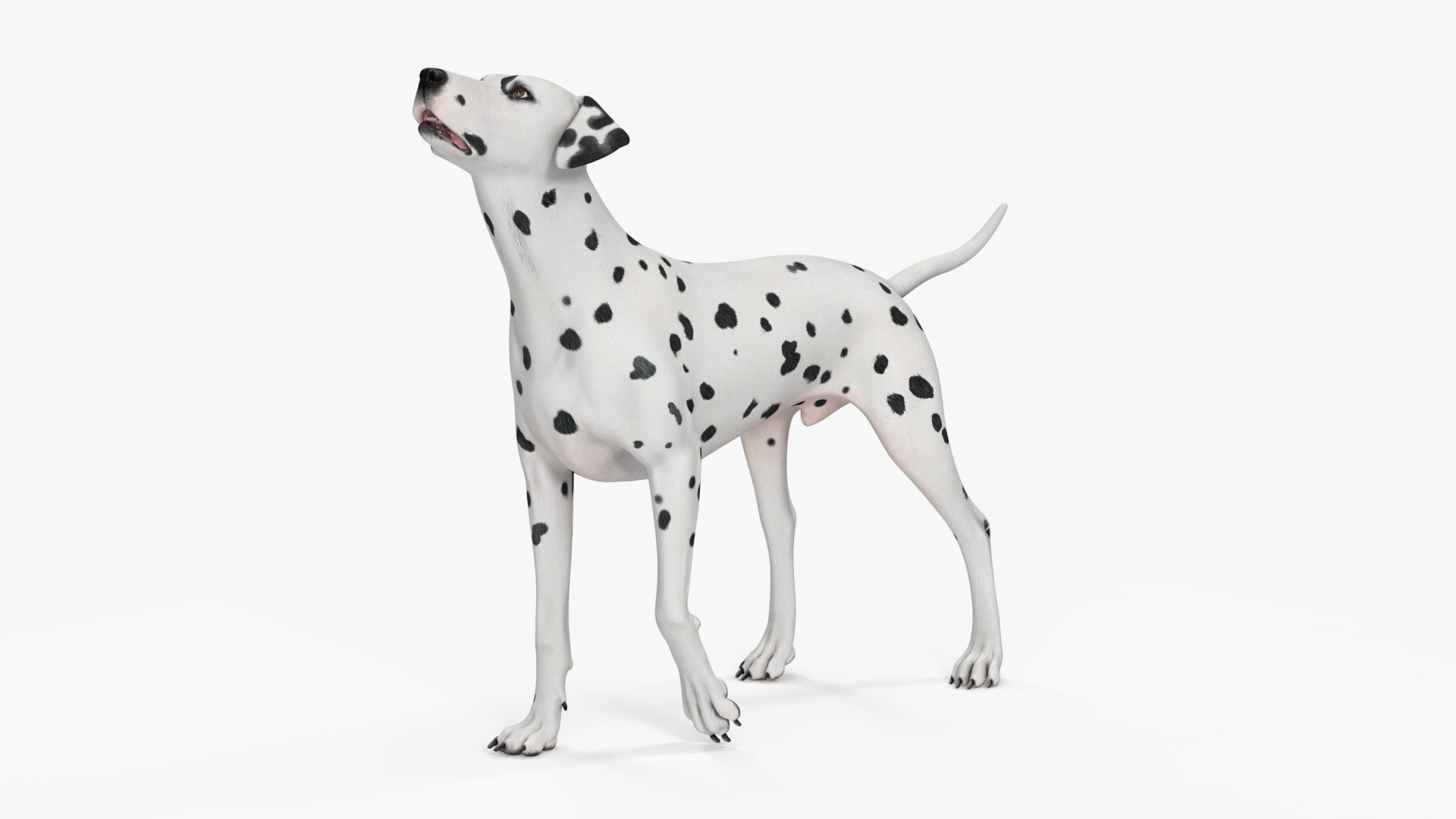 Dalmatian Dog Rigged for Cinema 4D 3D model