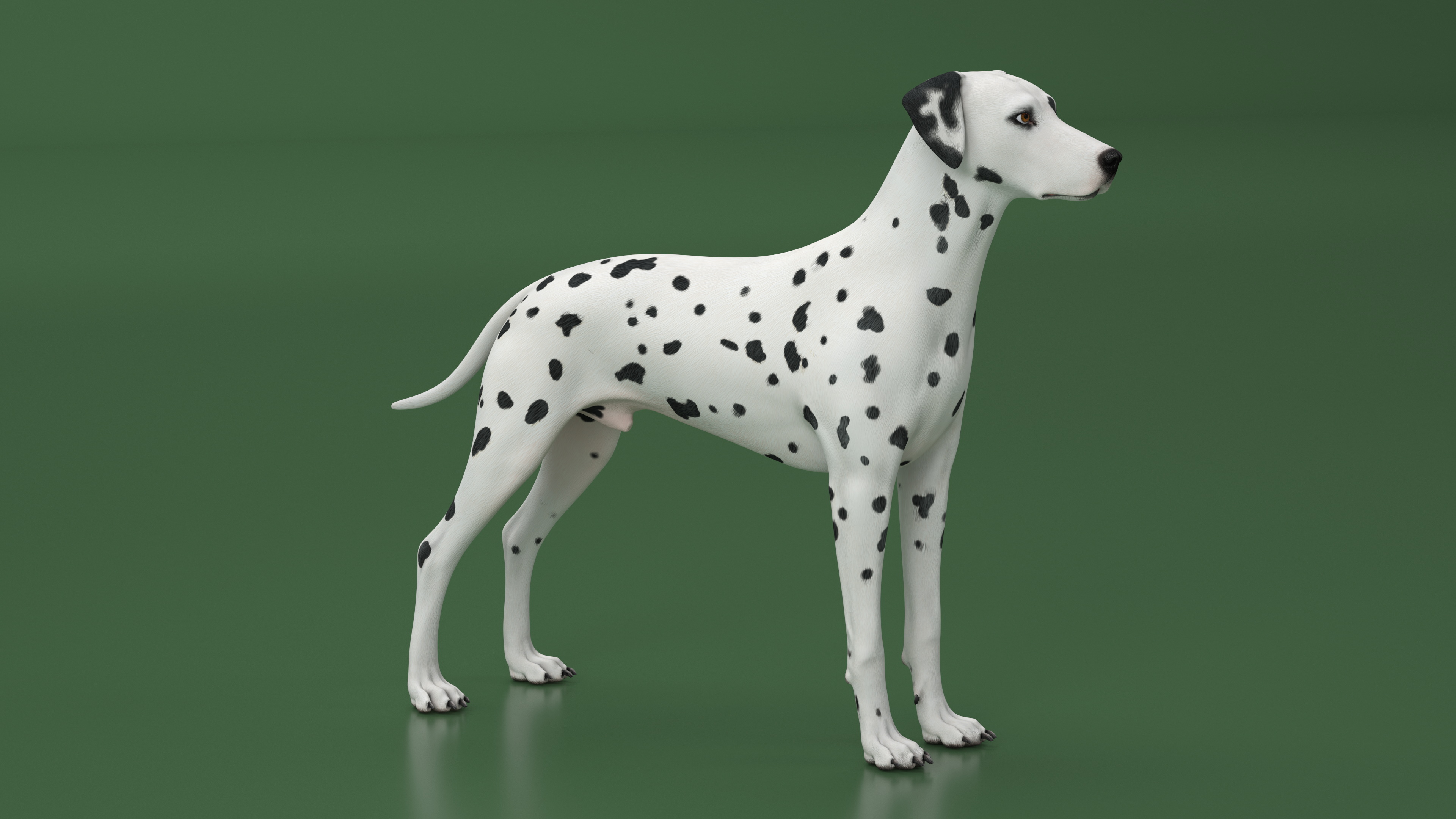 Dalmatian Dog Rigged for Cinema 4D 3D model