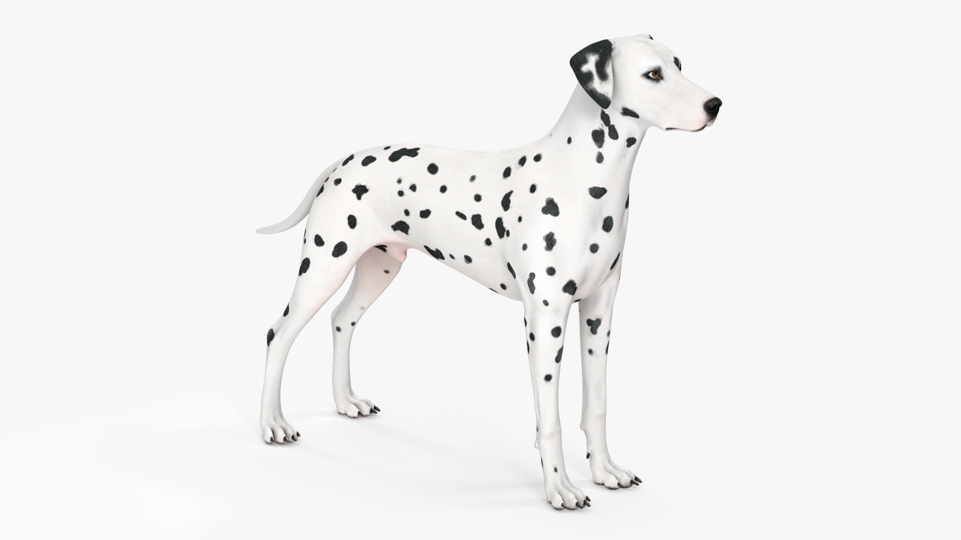Dalmatian Dog Rigged for Cinema 4D 3D model