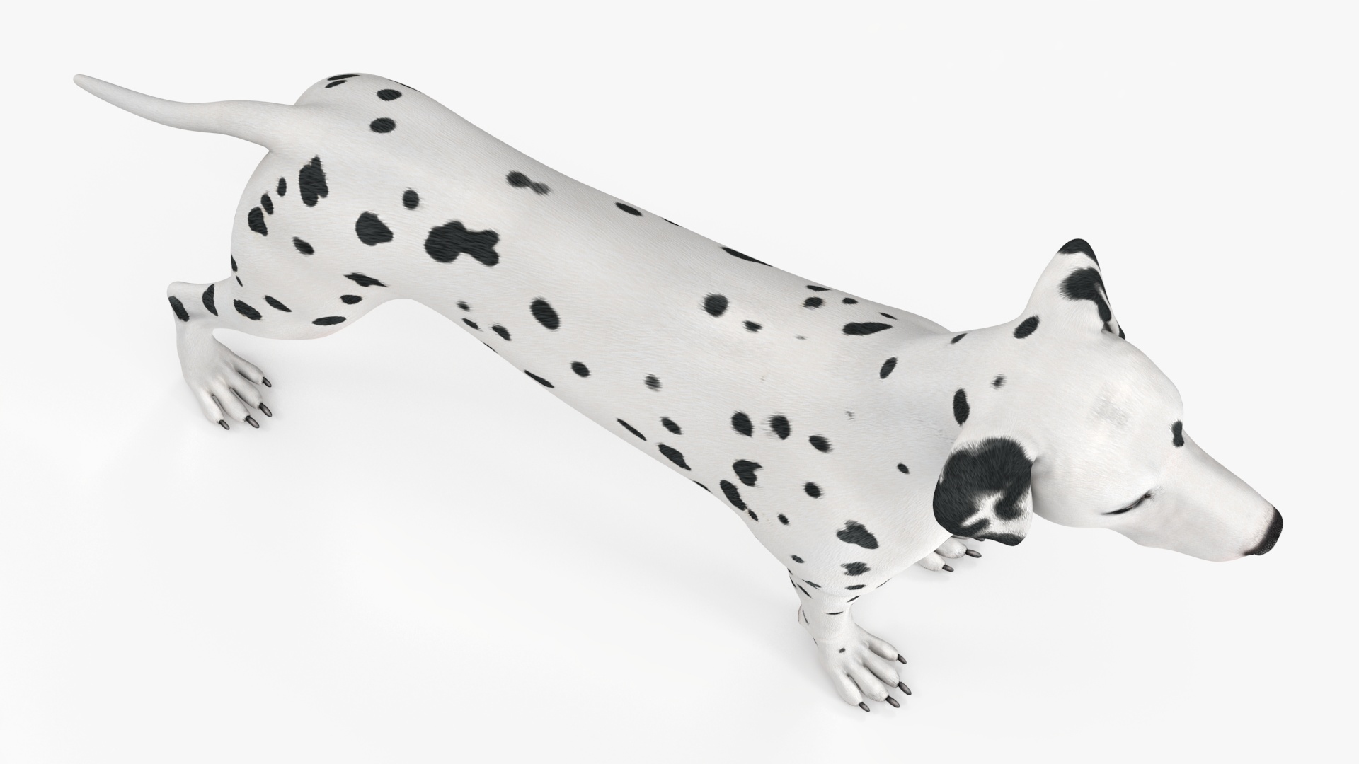 Dalmatian Dog Rigged for Cinema 4D 3D model
