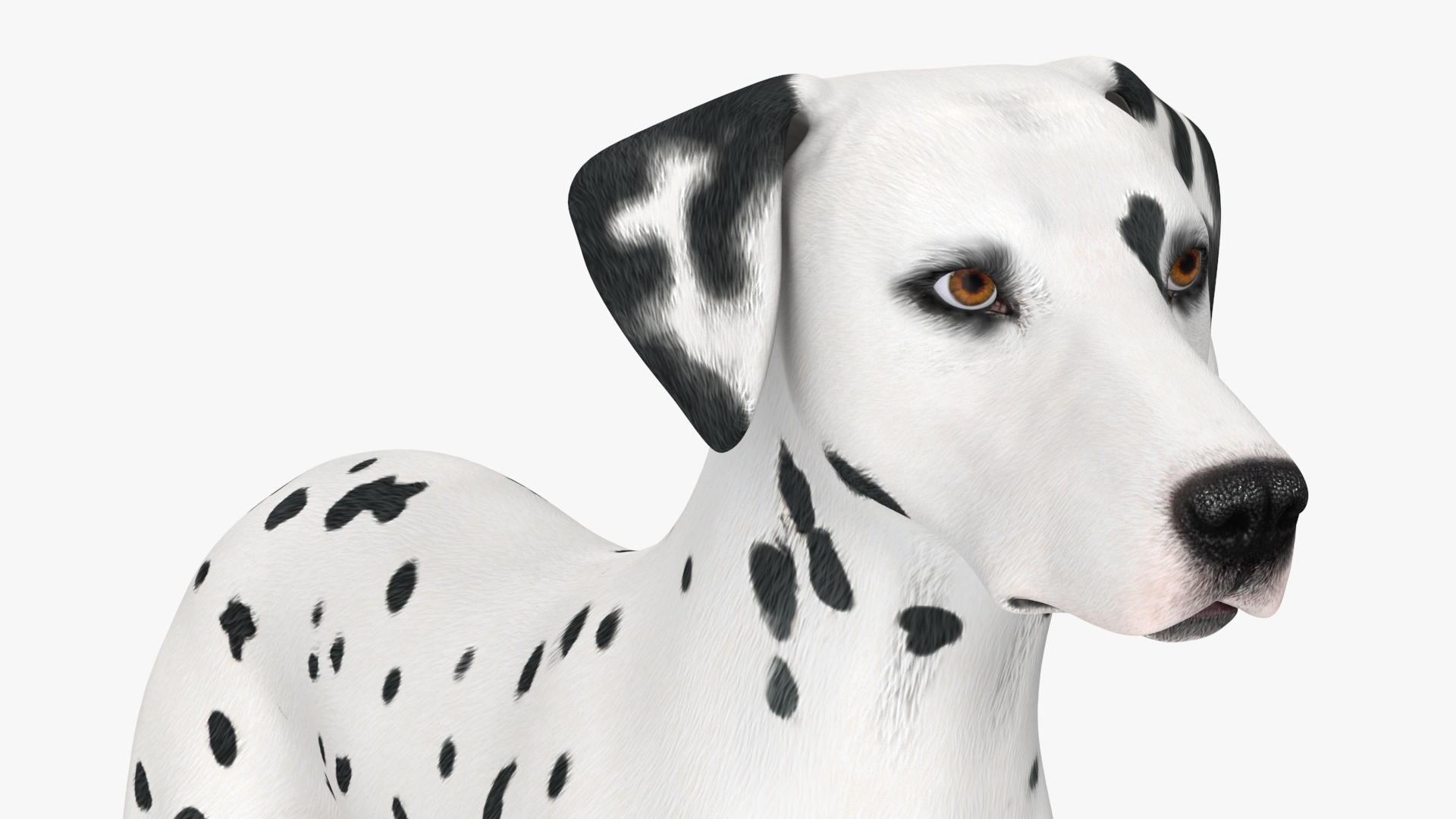 Dalmatian Dog Rigged for Cinema 4D 3D model