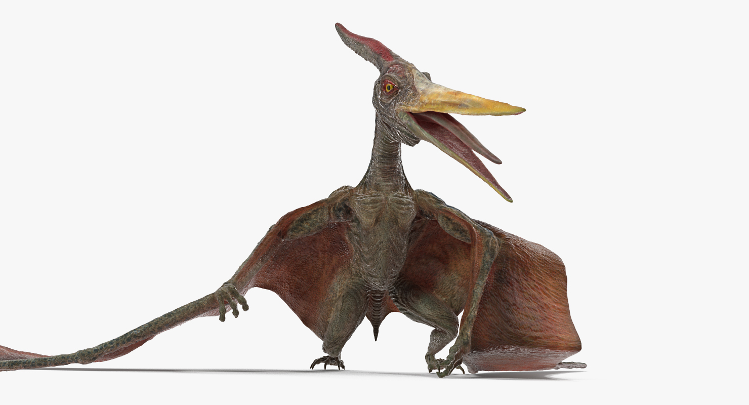 Pteranodon Standing Pose 3D model
