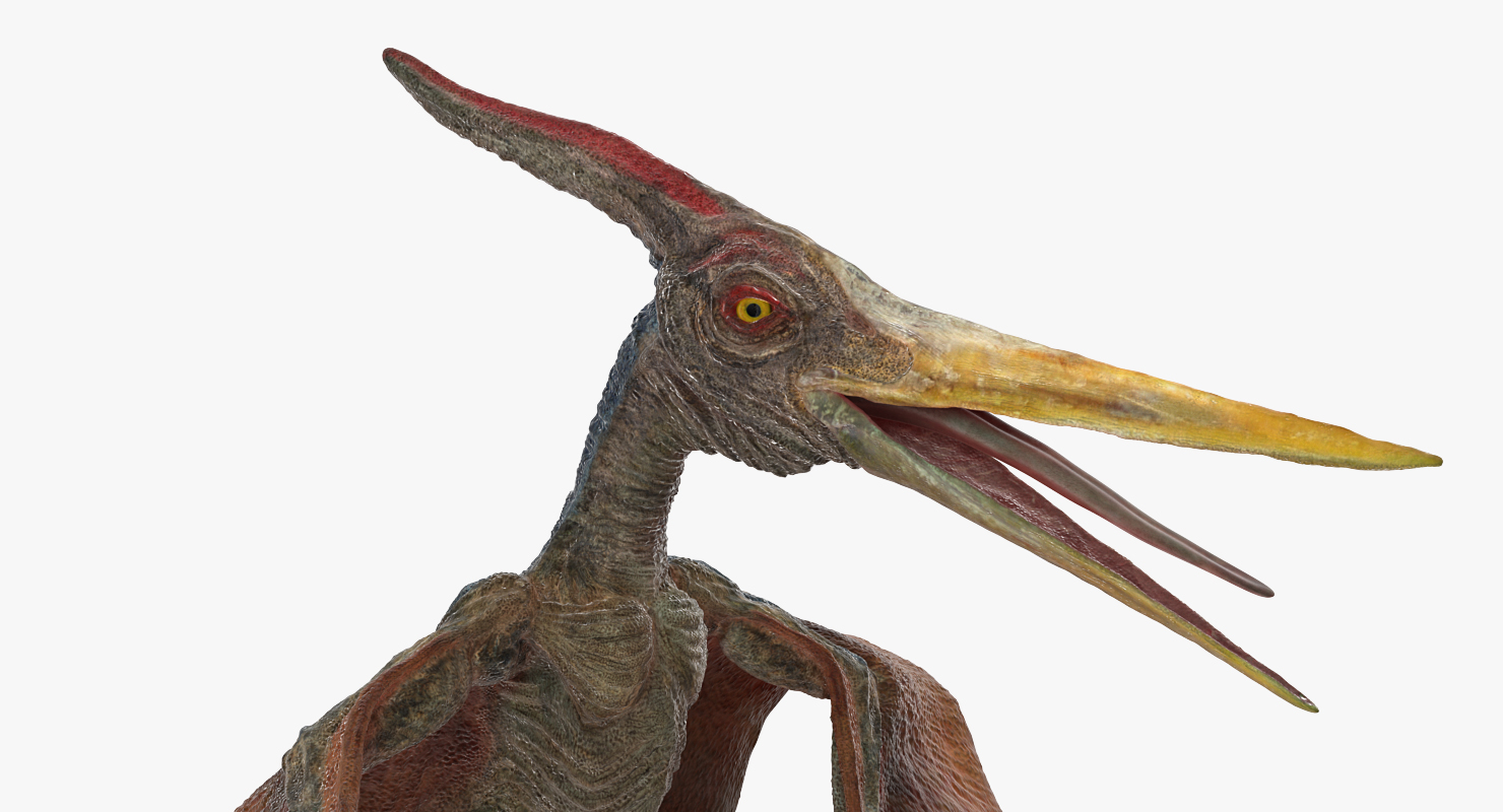 Pteranodon Standing Pose 3D model