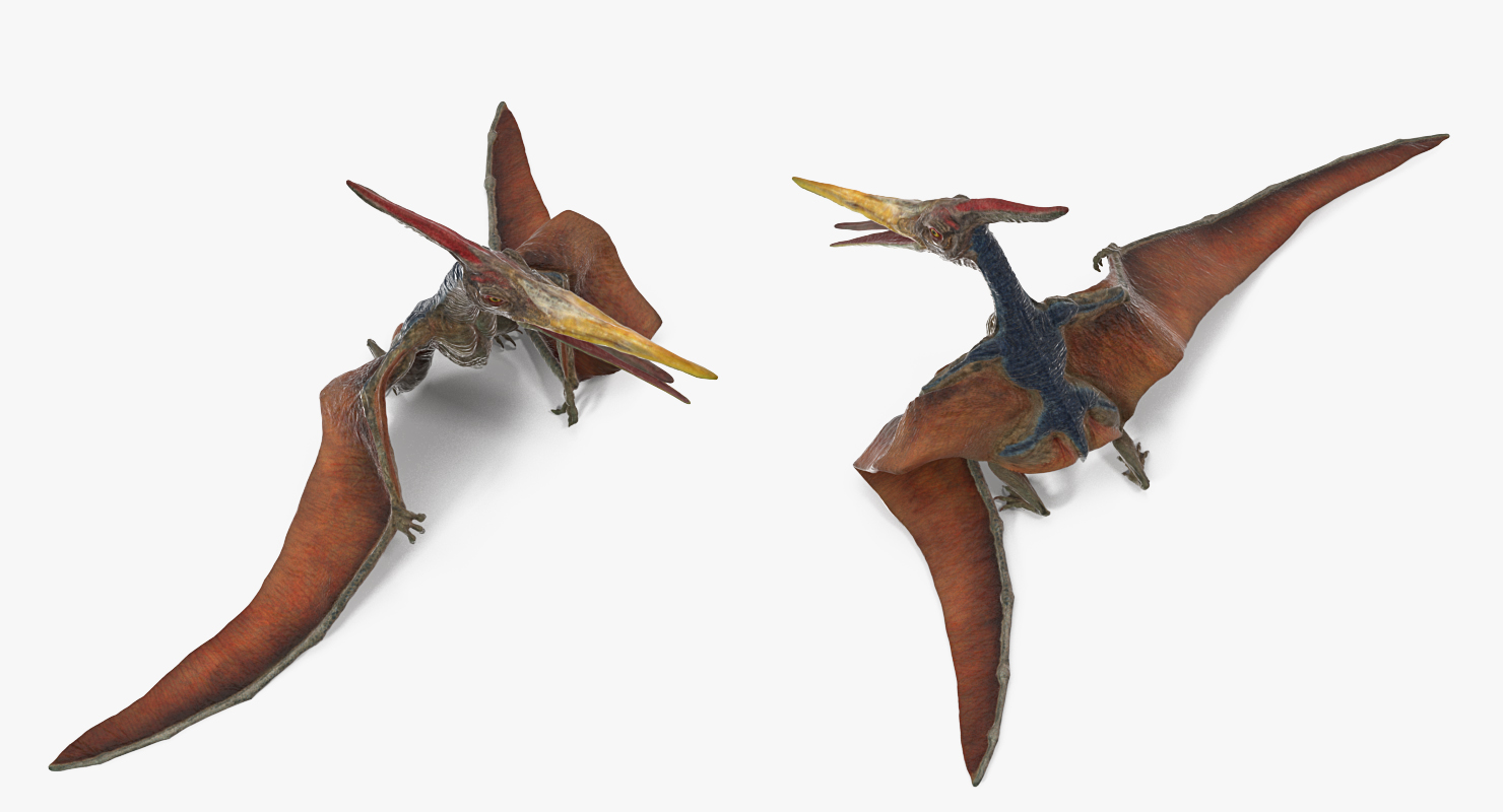 Pteranodon Standing Pose 3D model