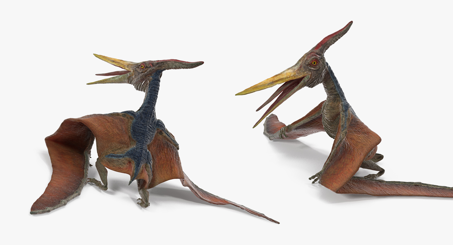 Pteranodon Standing Pose 3D model