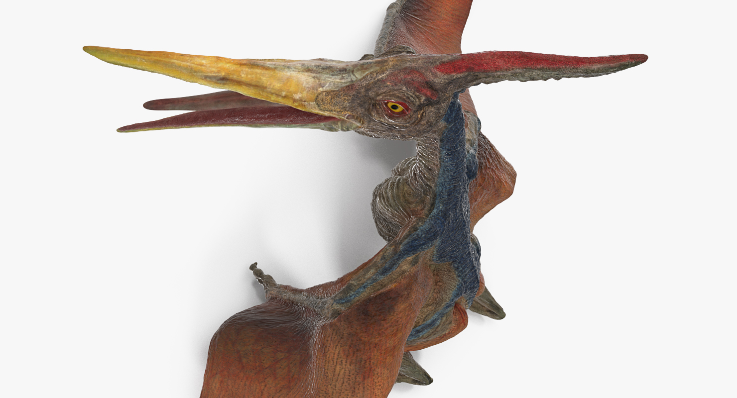 Pteranodon Standing Pose 3D model