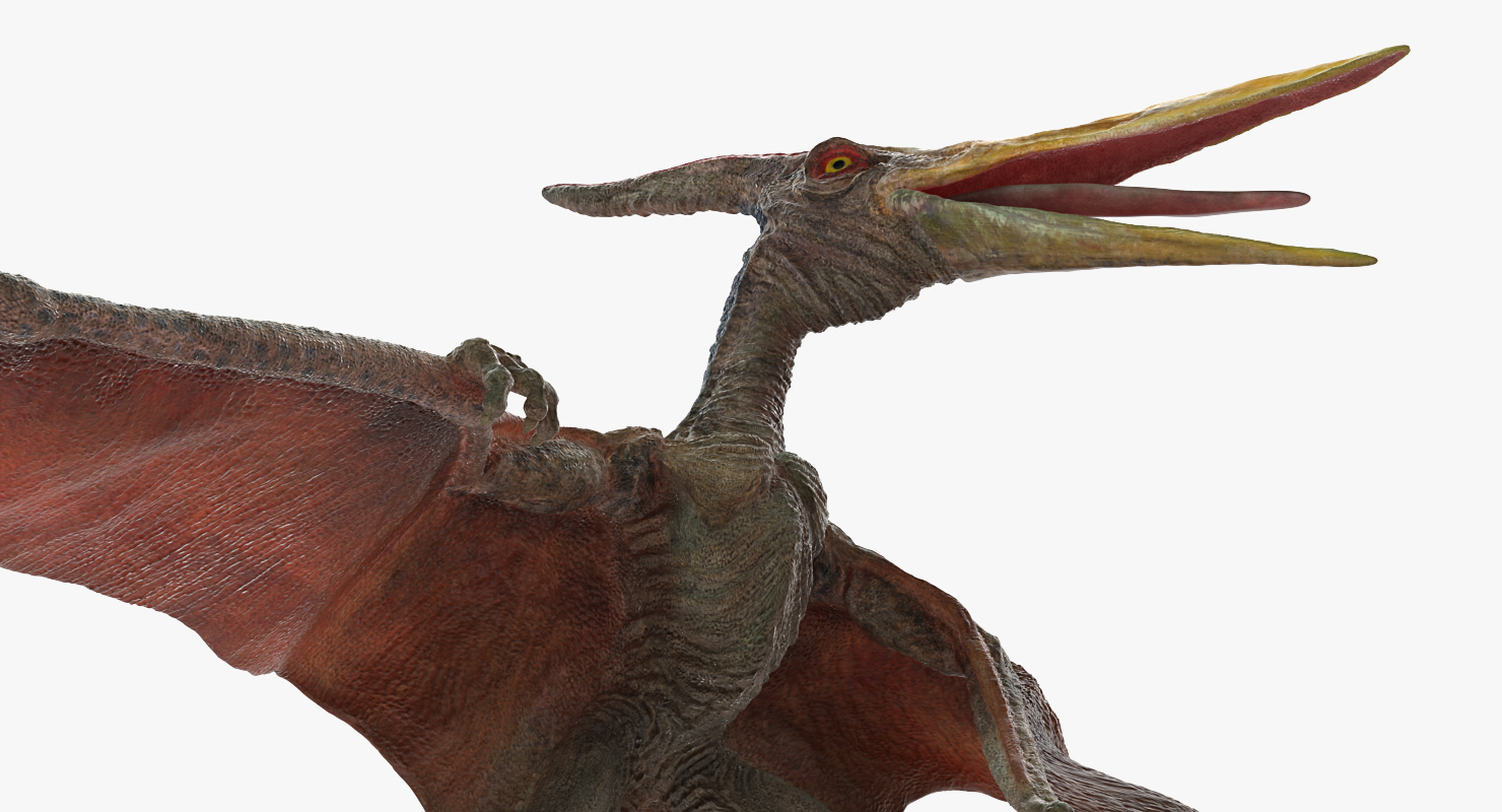 Pteranodon Standing Pose 3D model