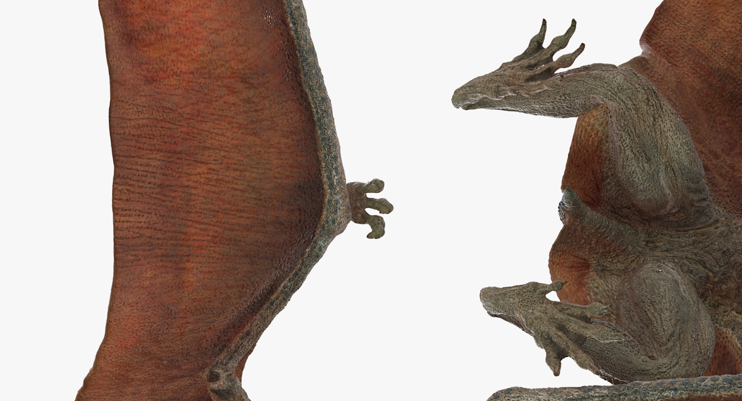 Pteranodon Standing Pose 3D model