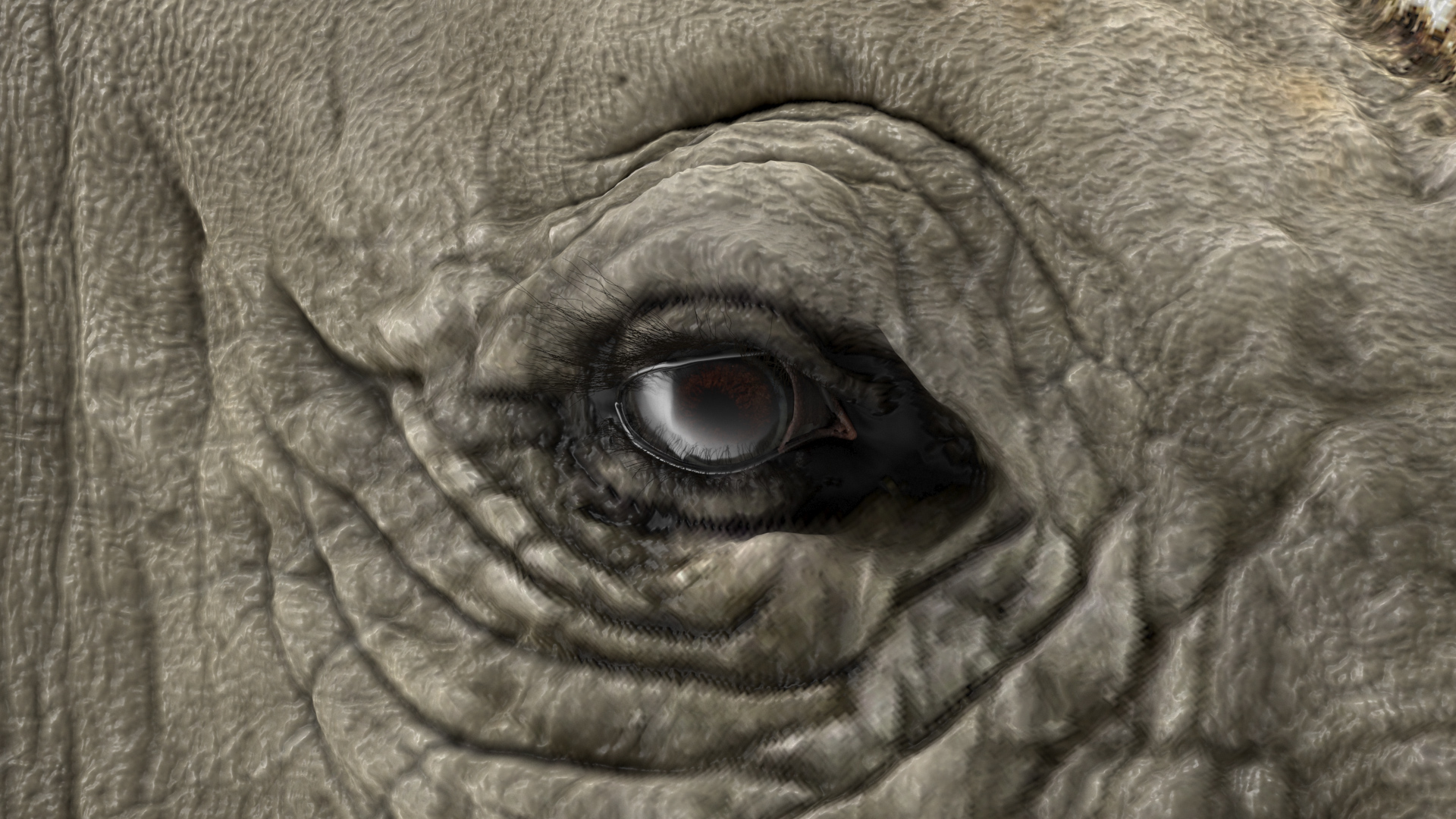 3D model Adult Rhino Head Fur