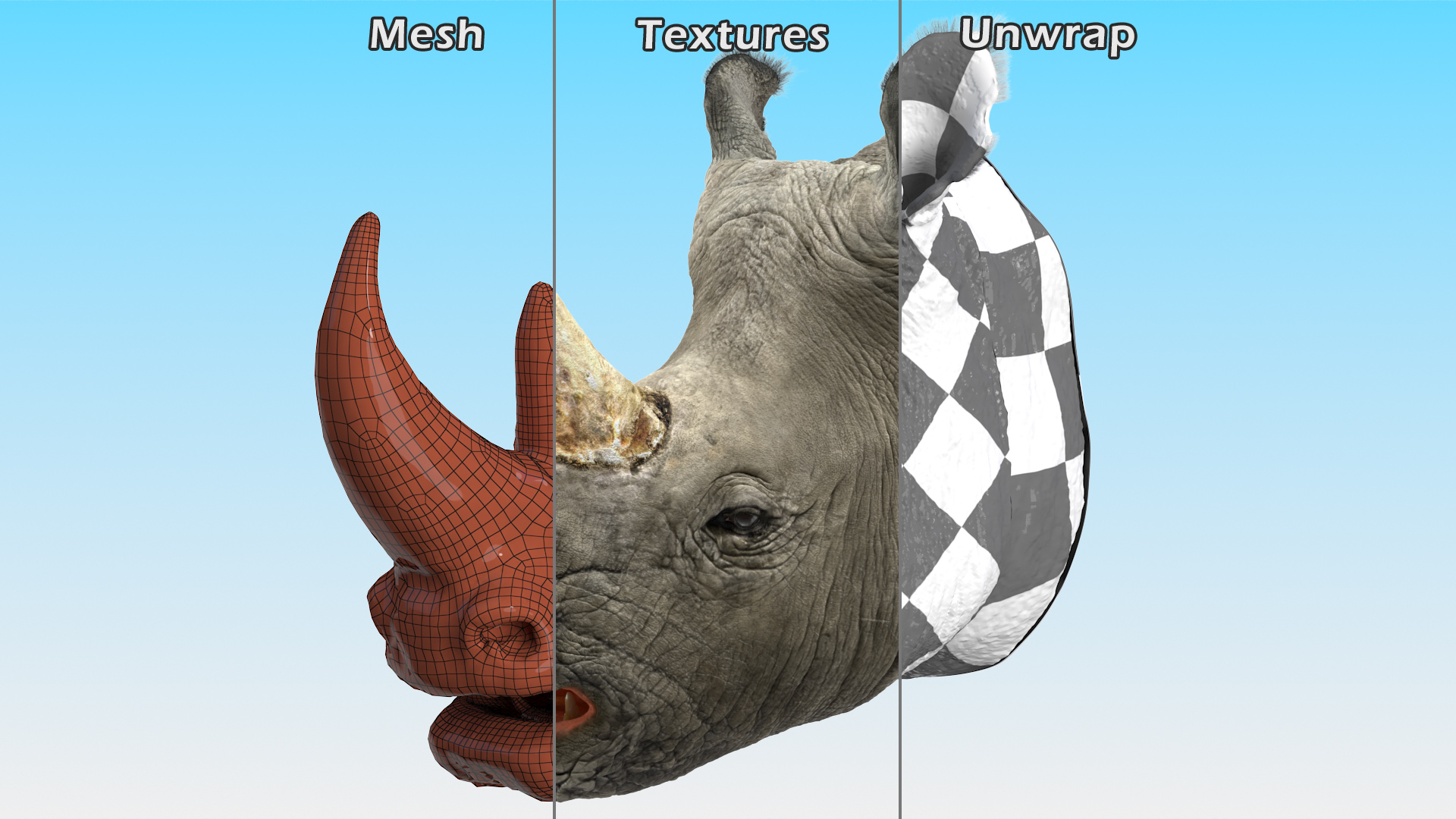 3D model Adult Rhino Head Fur