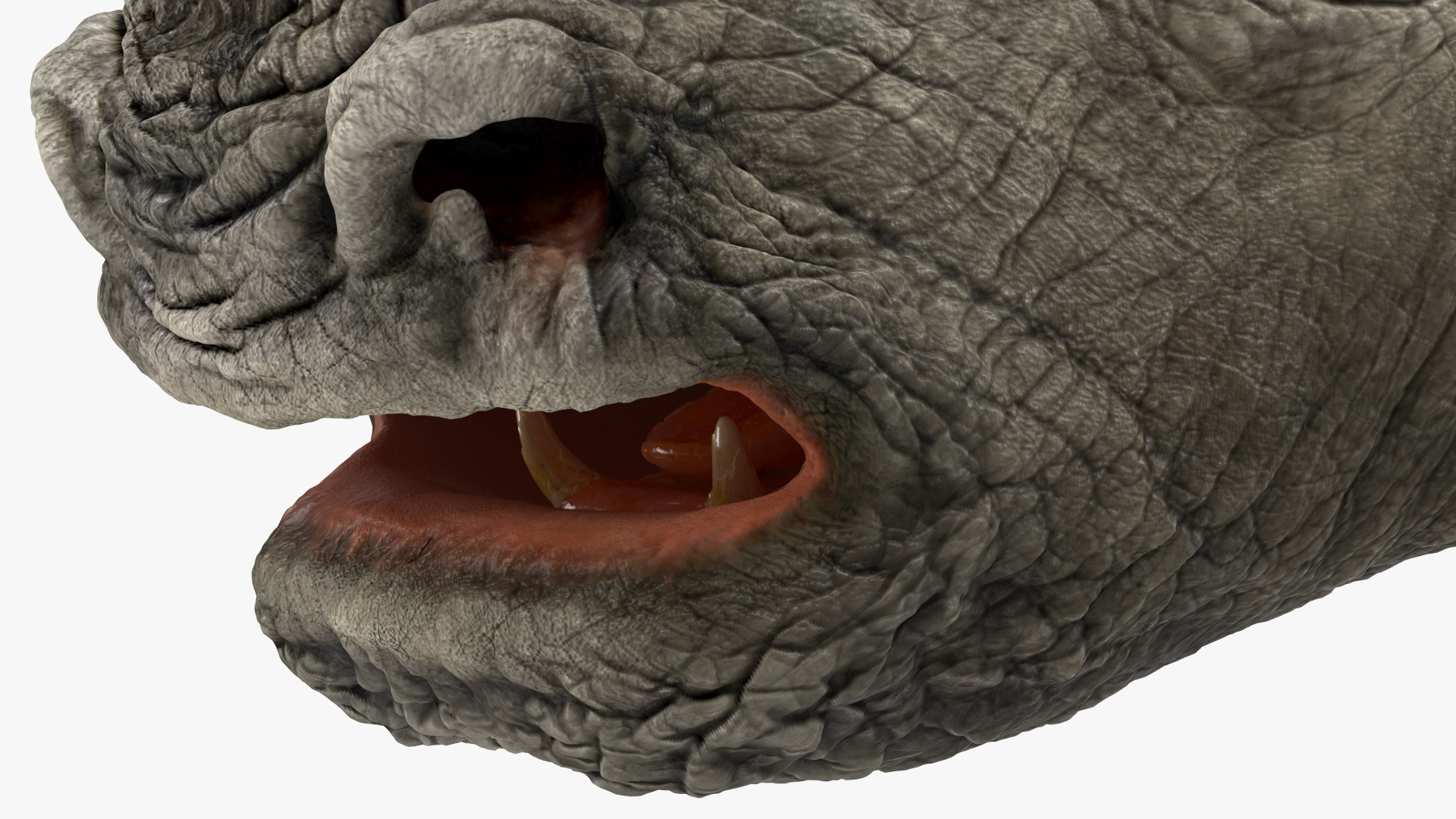 3D model Adult Rhino Head Fur