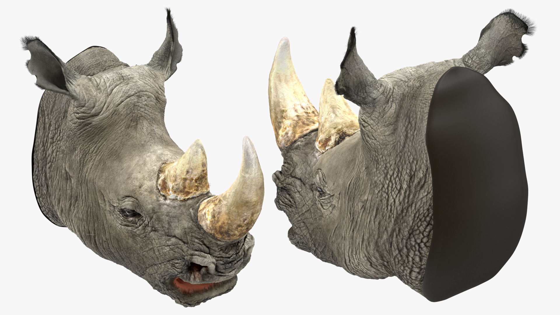 3D model Adult Rhino Head Fur