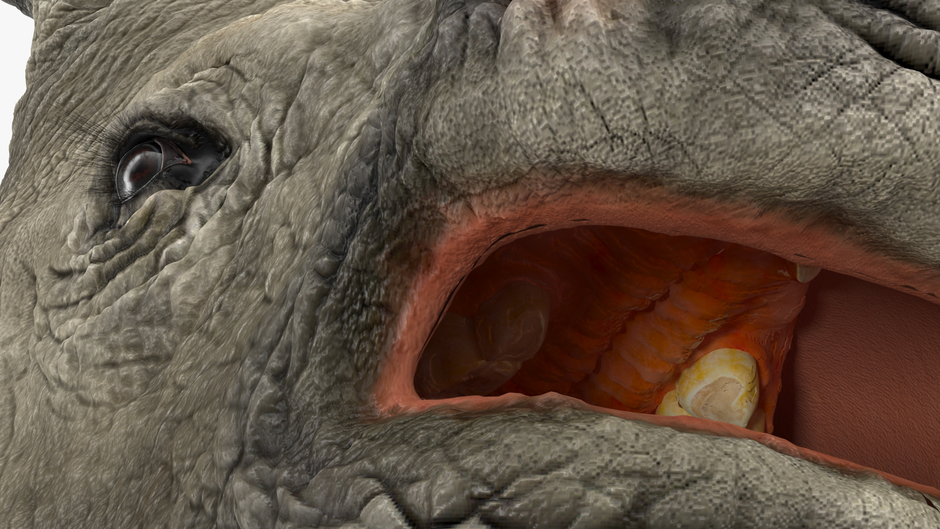 3D model Adult Rhino Head Fur