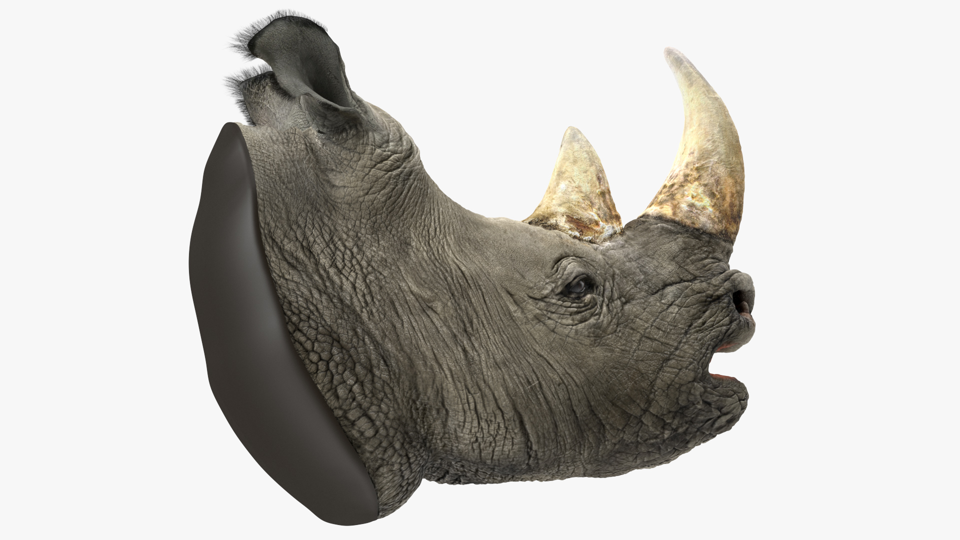 3D model Adult Rhino Head Fur