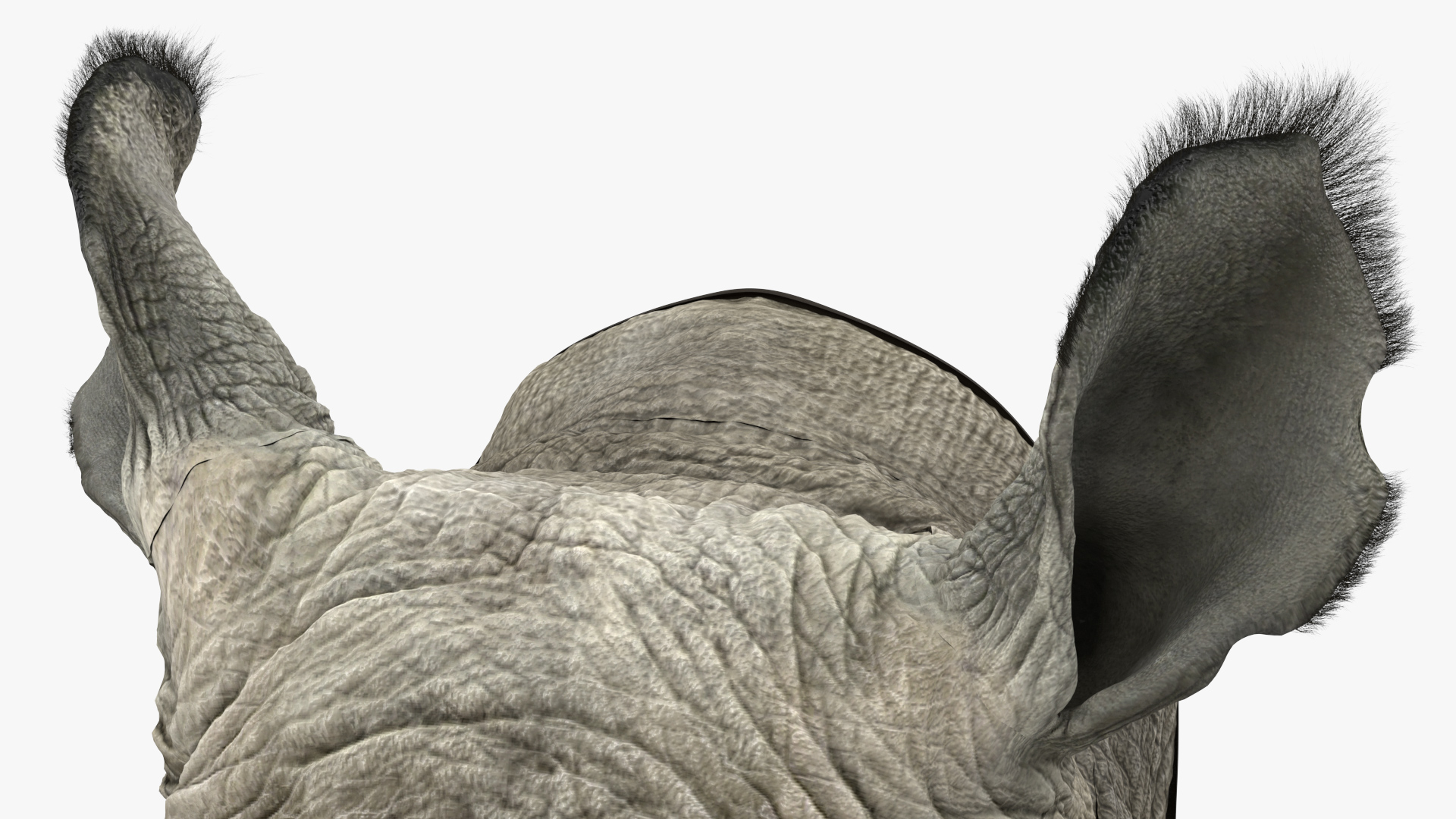 3D model Adult Rhino Head Fur
