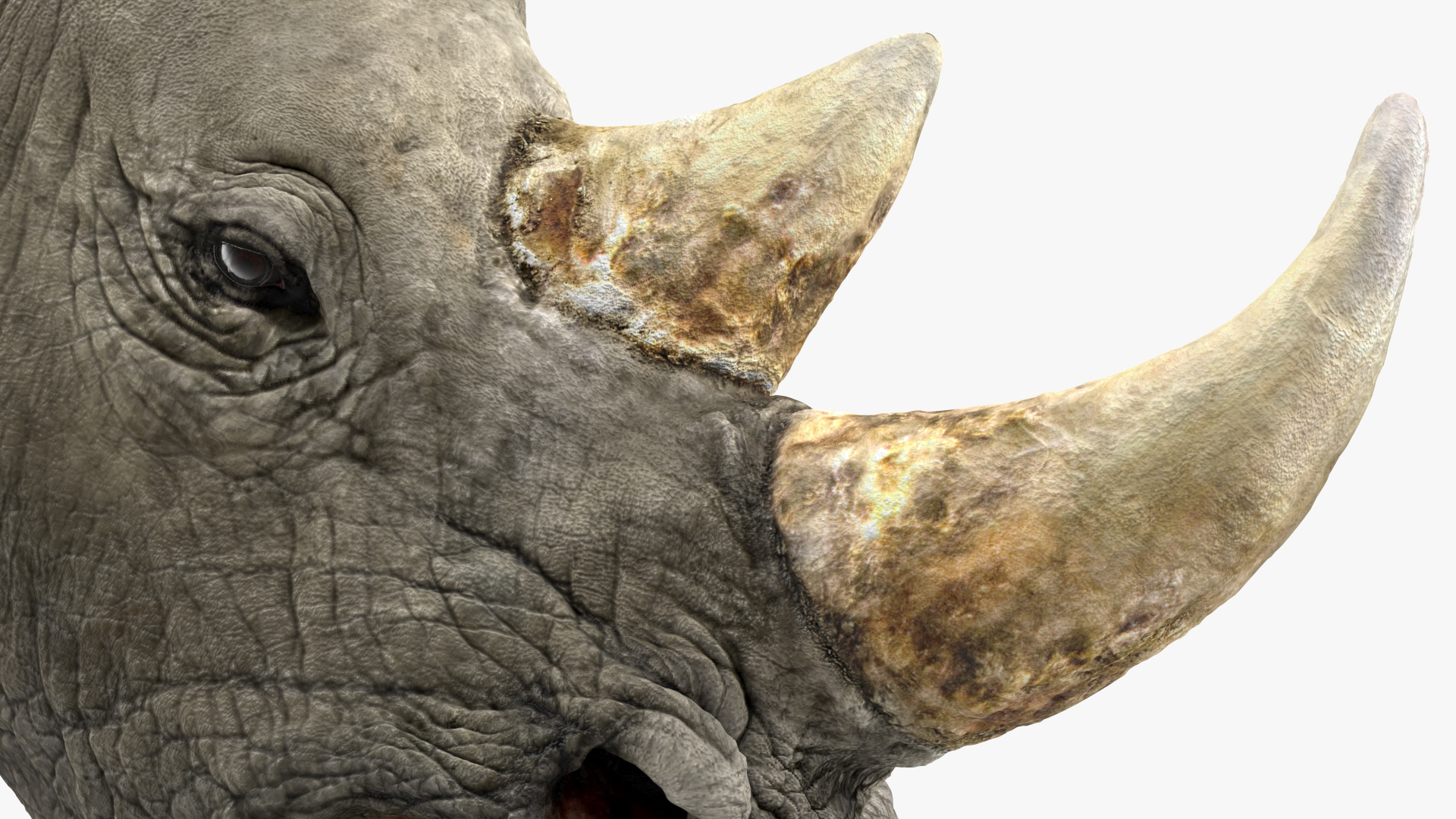3D model Adult Rhino Head Fur