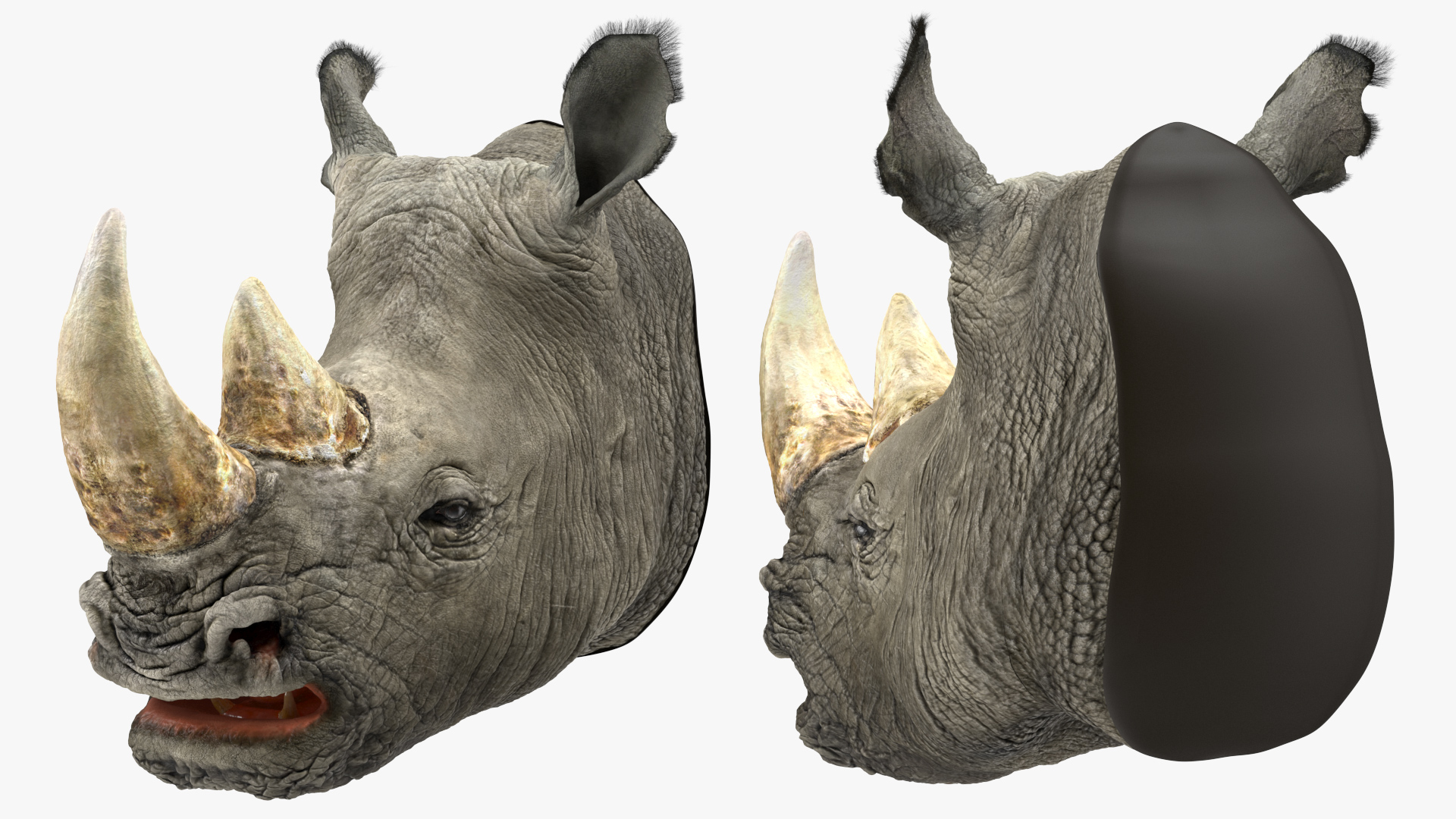 3D model Adult Rhino Head Fur
