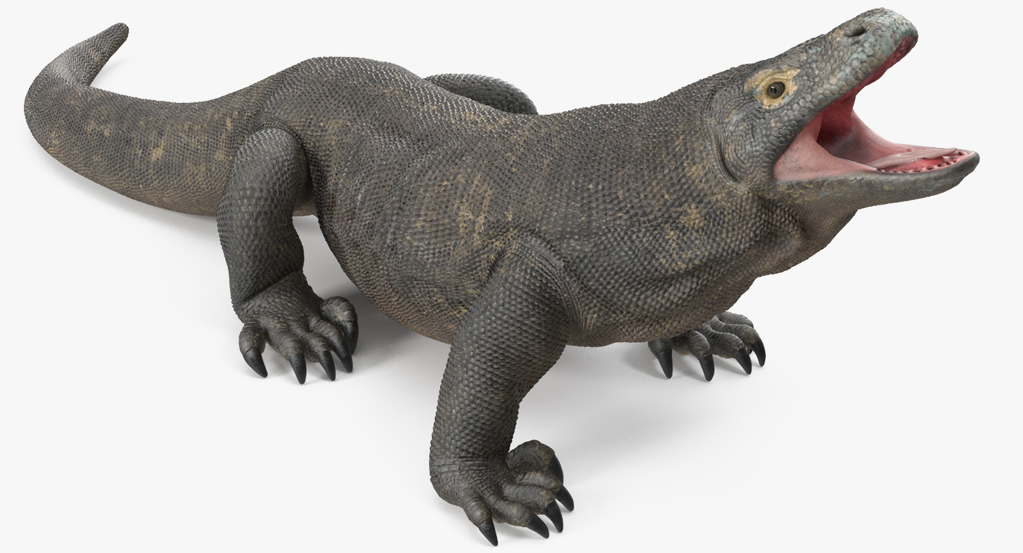 Komodo Dragon Standing Pose 3D