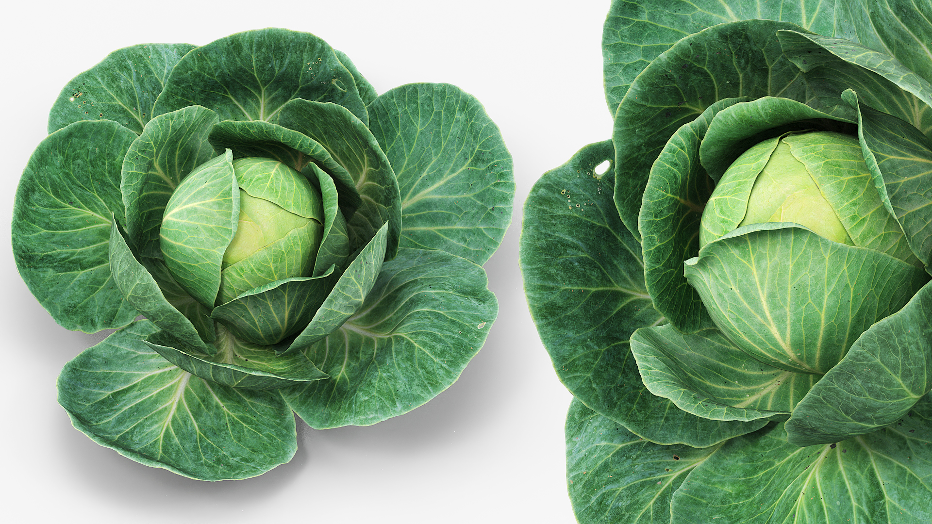 Leafy Cabbage Head Green - view 2