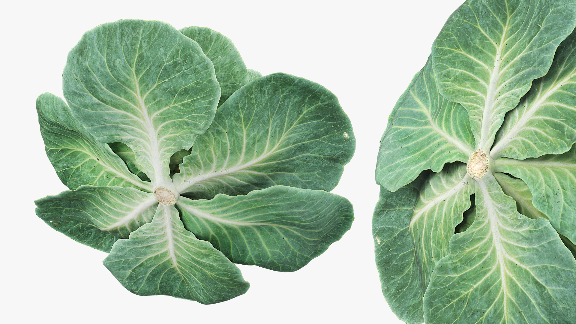 Leafy Cabbage Head Green - view 4