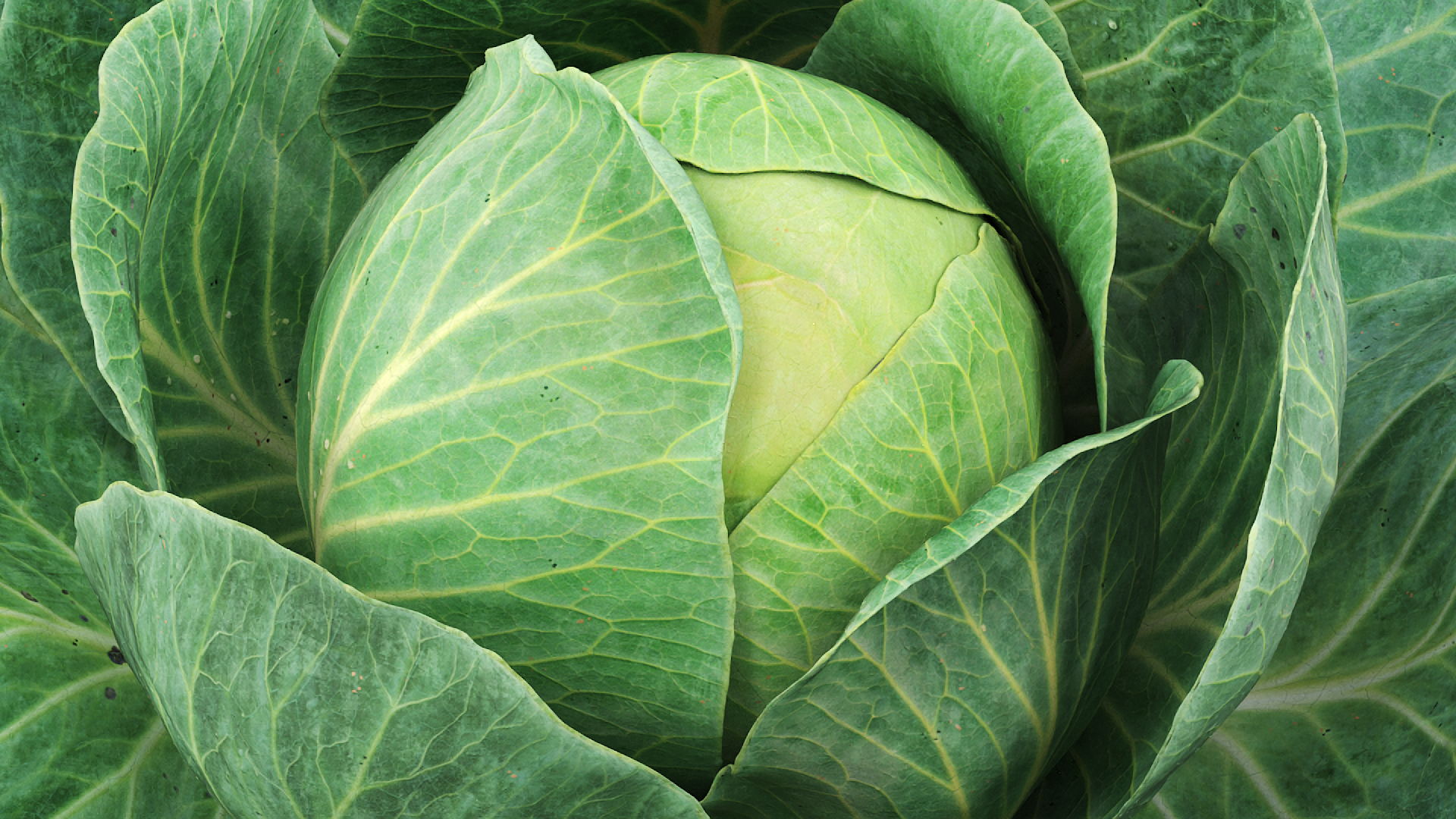 Leafy Cabbage Head Green - view 3
