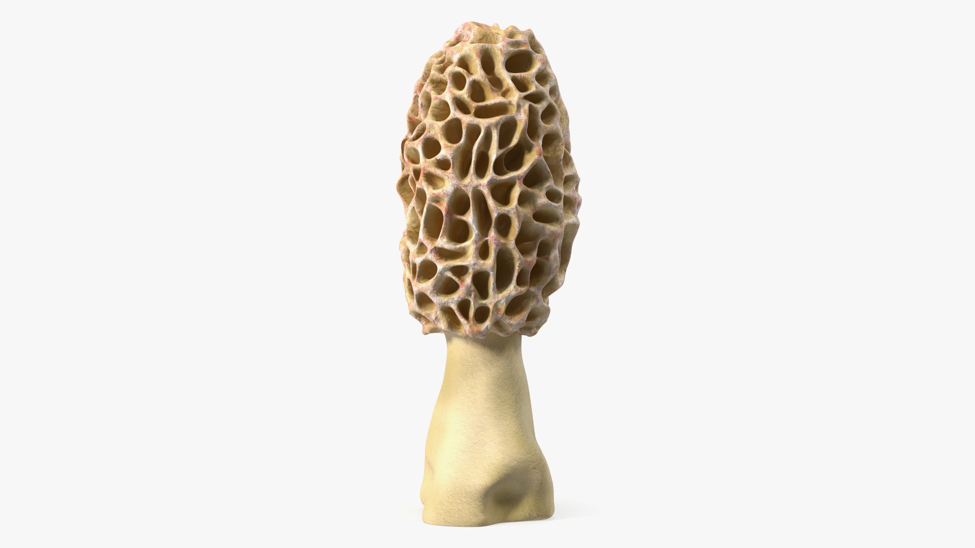 3D model Morchella Fungi