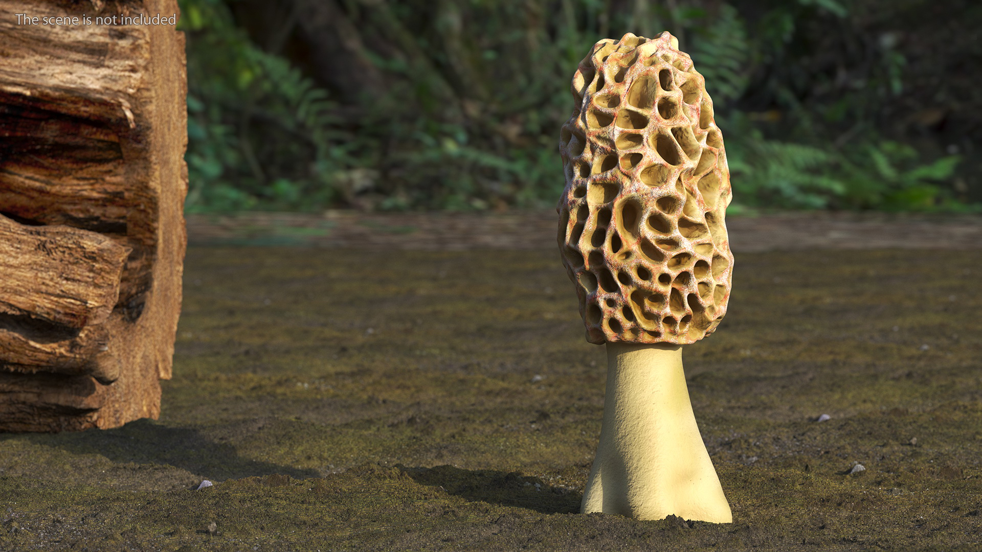 3D model Morchella Fungi