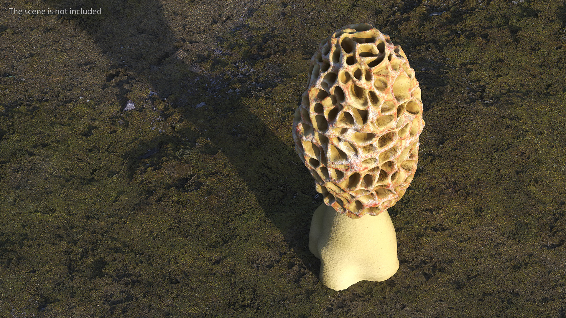 3D model Morchella Fungi