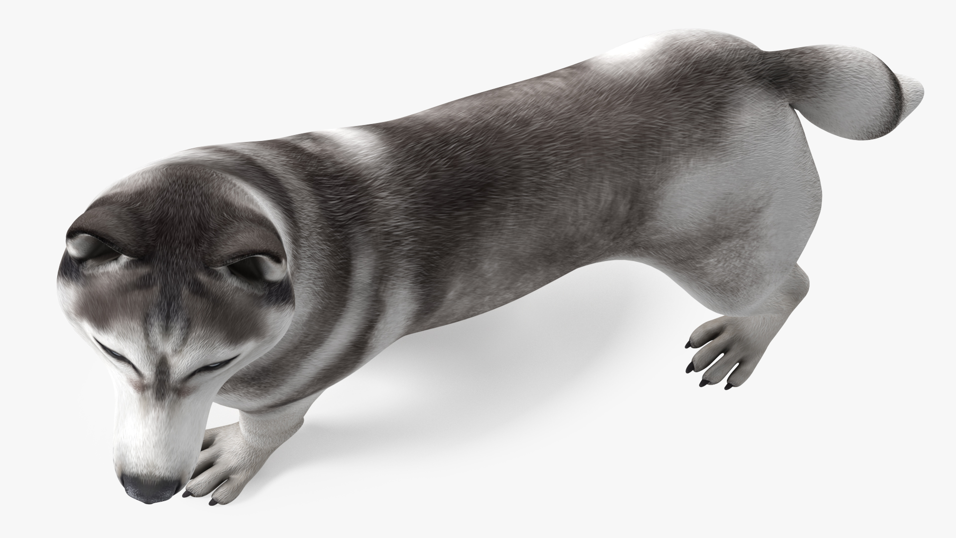 3D Siberian Husky Gray Standing Pose model