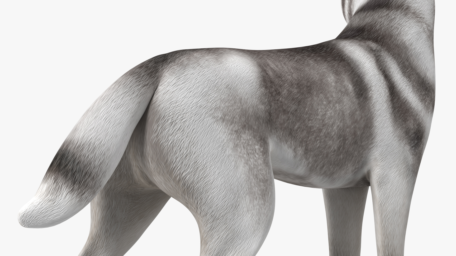3D Siberian Husky Gray Standing Pose model