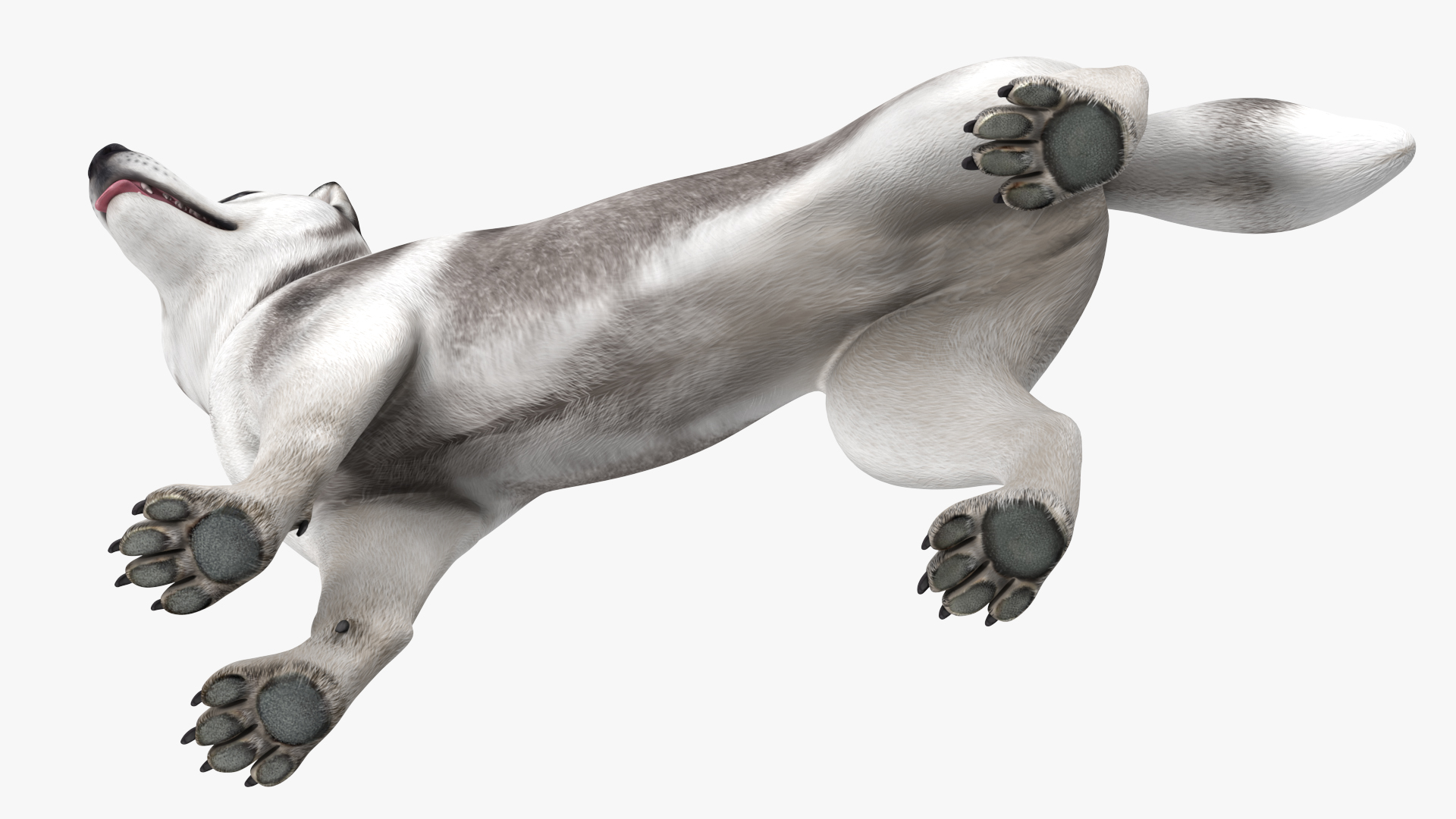 3D Siberian Husky Gray Standing Pose model