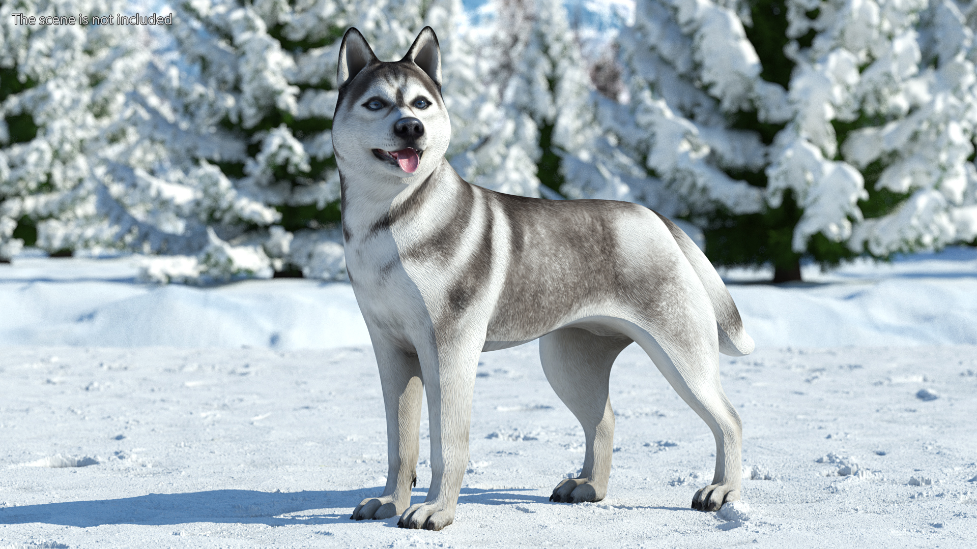3D Siberian Husky Gray Standing Pose model