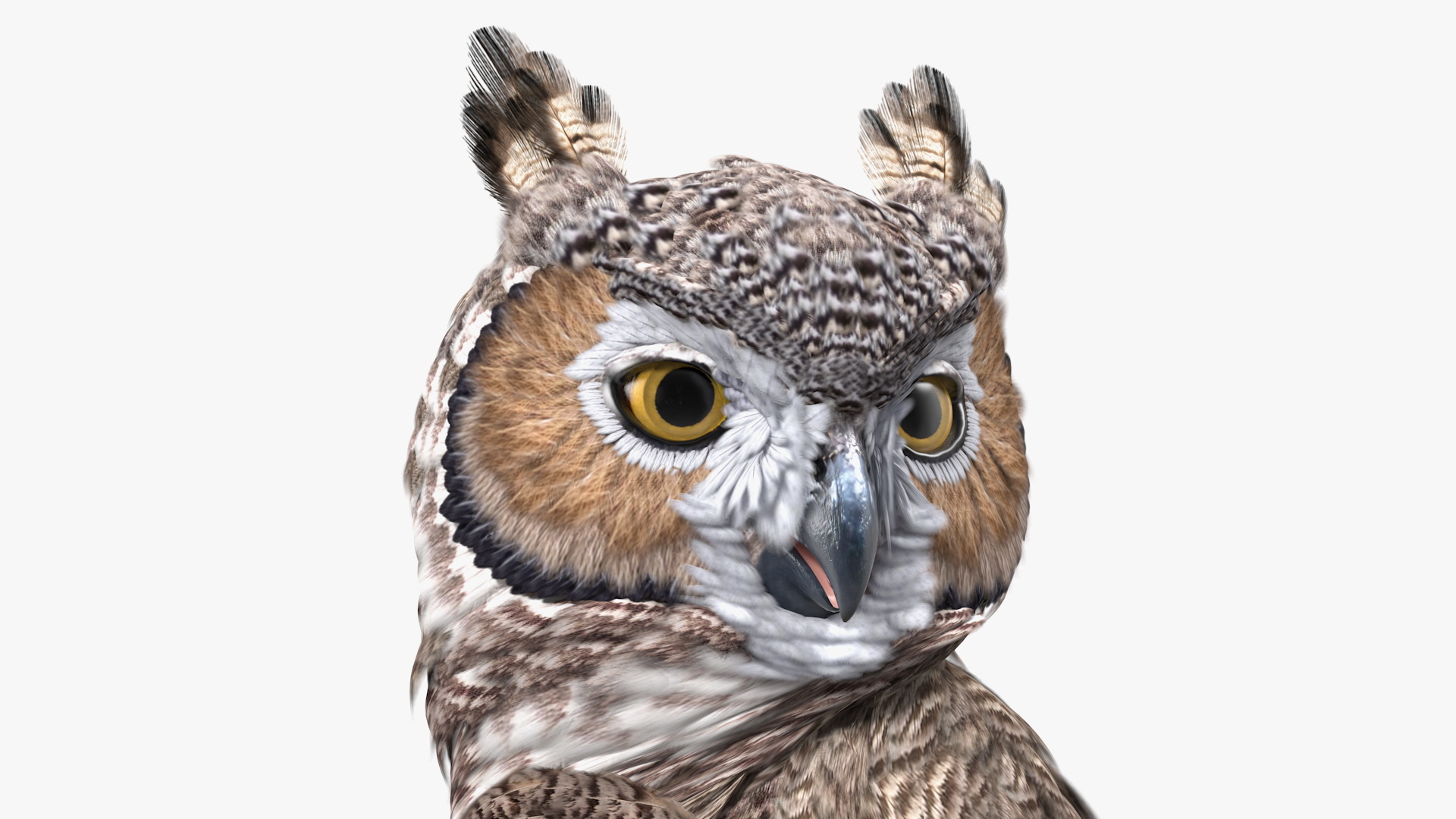 3D model Great Horned Owl Standing Pose