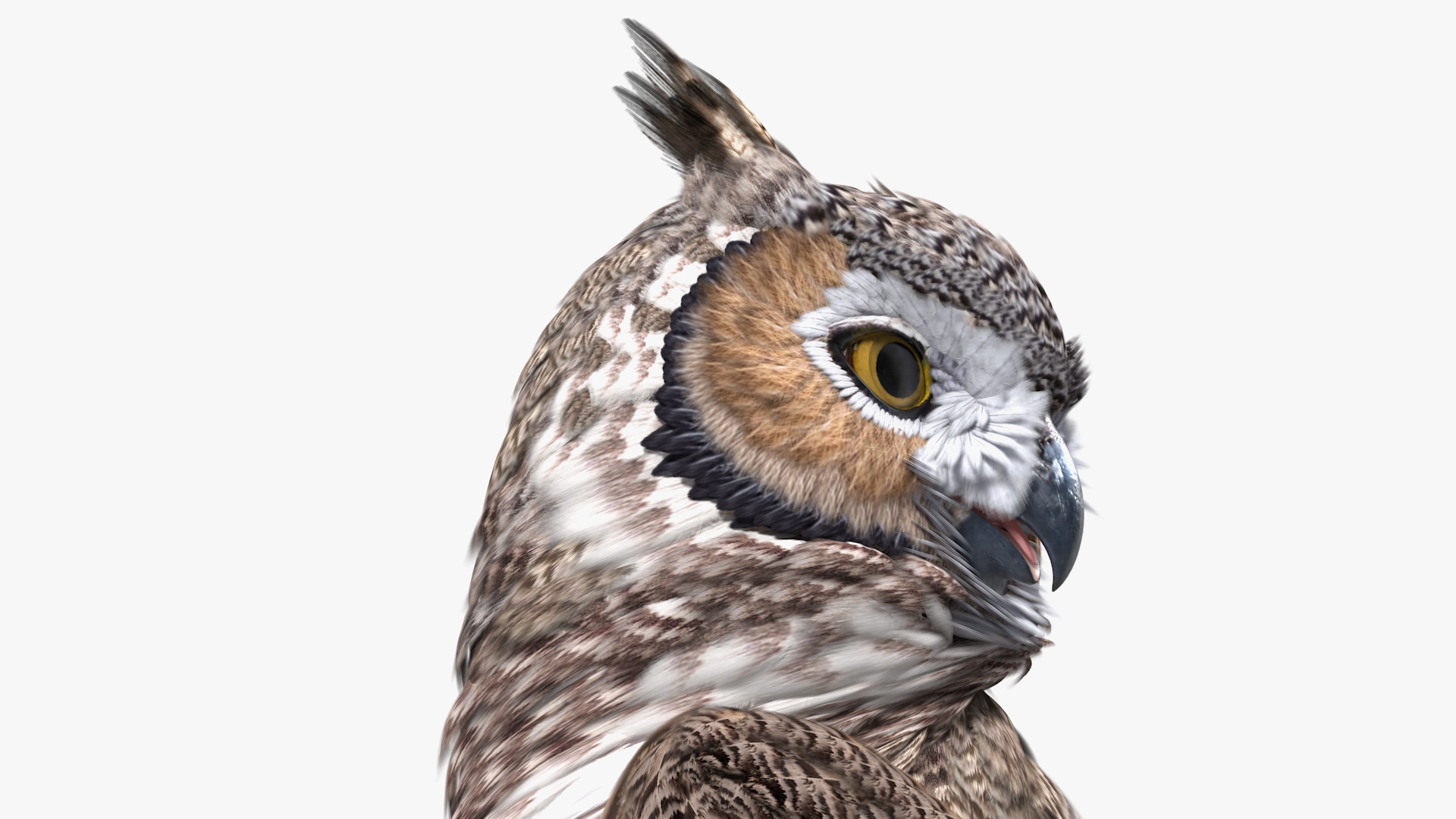 3D model Great Horned Owl Standing Pose