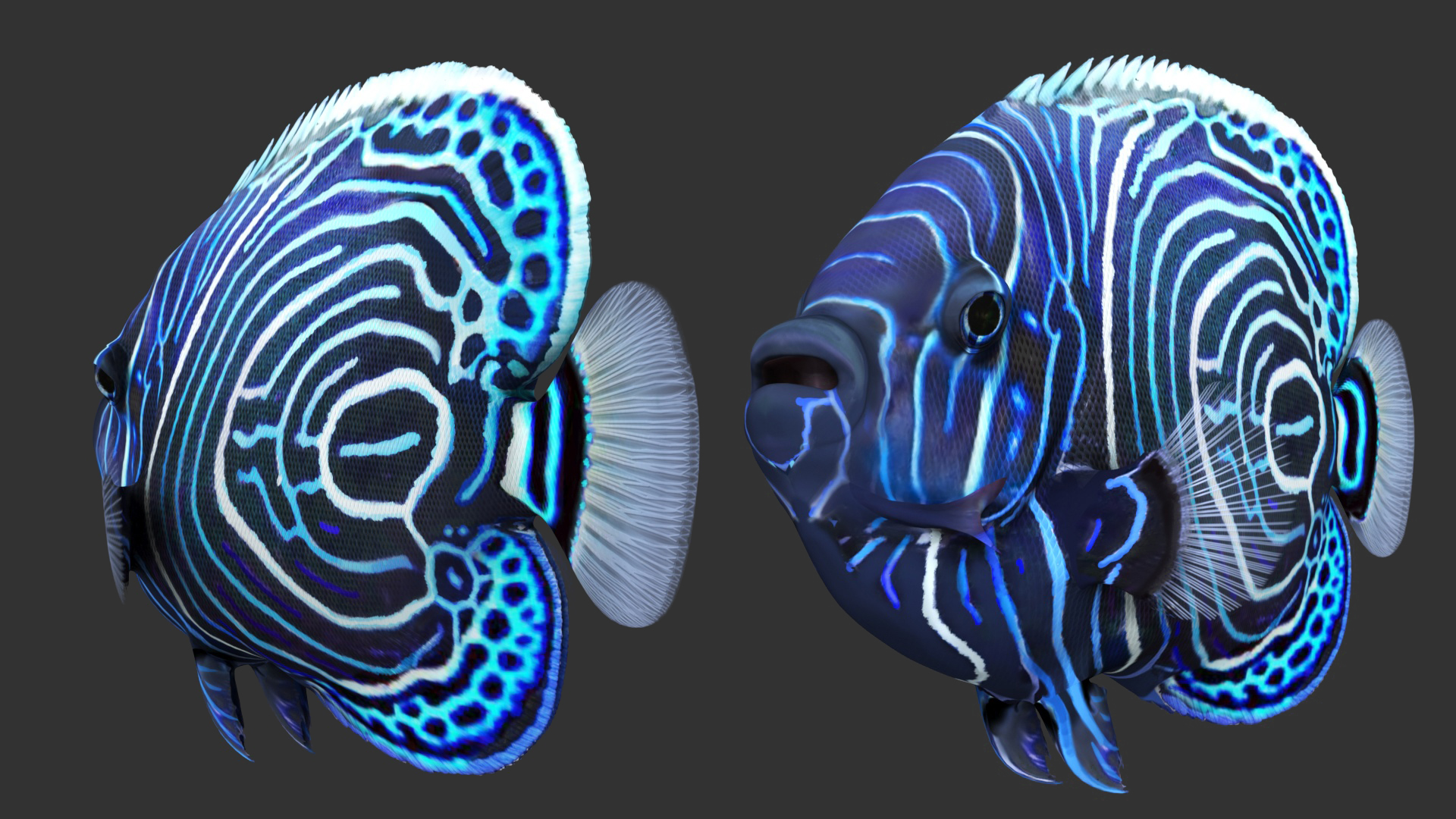 Emperor Angelfish or Pomacanthus Imperator 3D