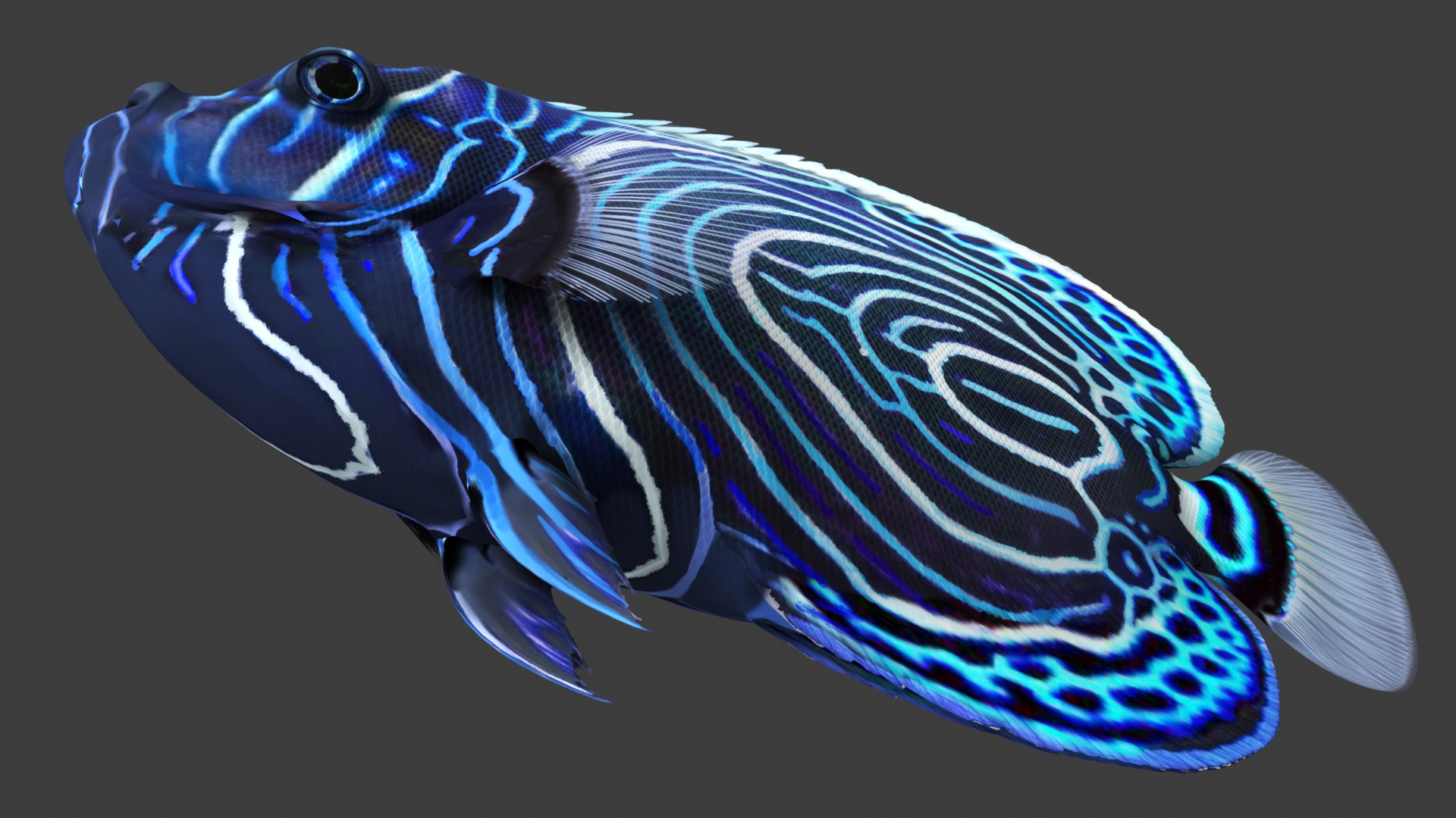 Emperor Angelfish or Pomacanthus Imperator 3D