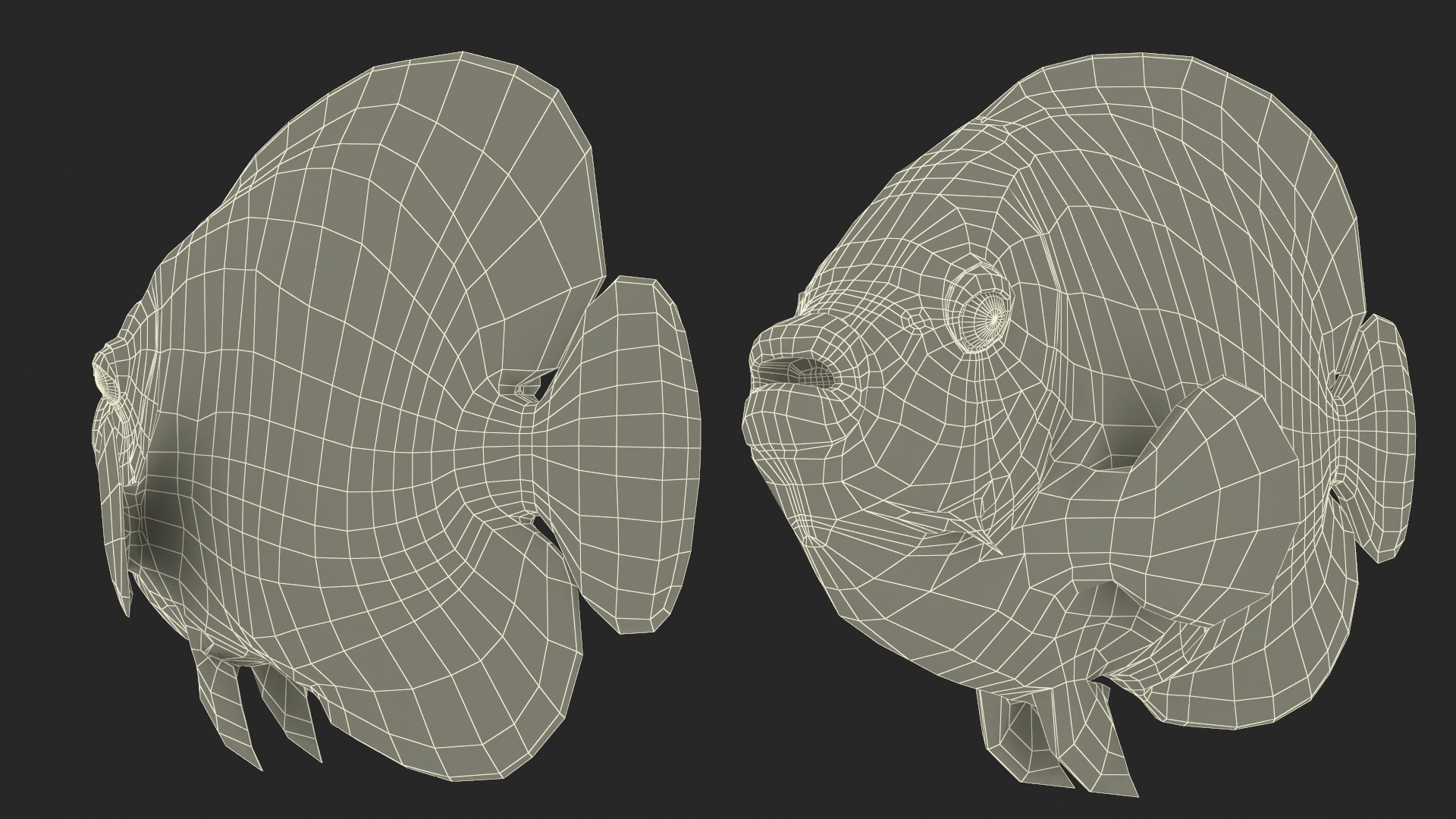 Emperor Angelfish or Pomacanthus Imperator 3D
