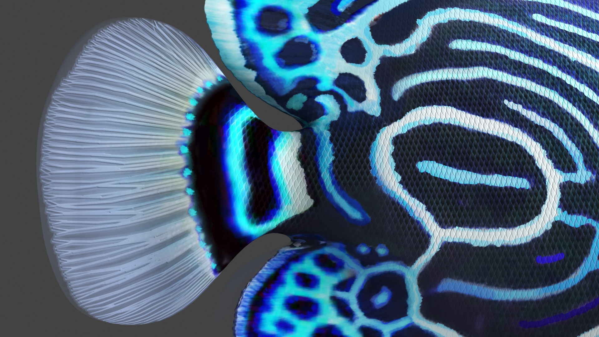 Emperor Angelfish or Pomacanthus Imperator 3D