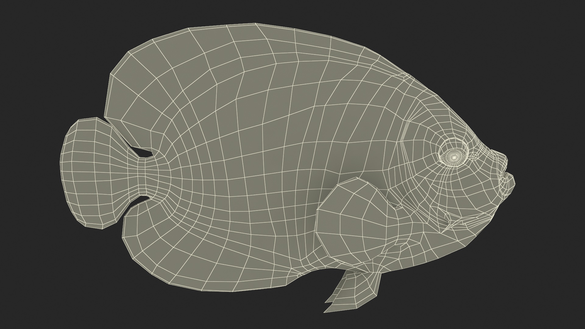 Emperor Angelfish or Pomacanthus Imperator 3D
