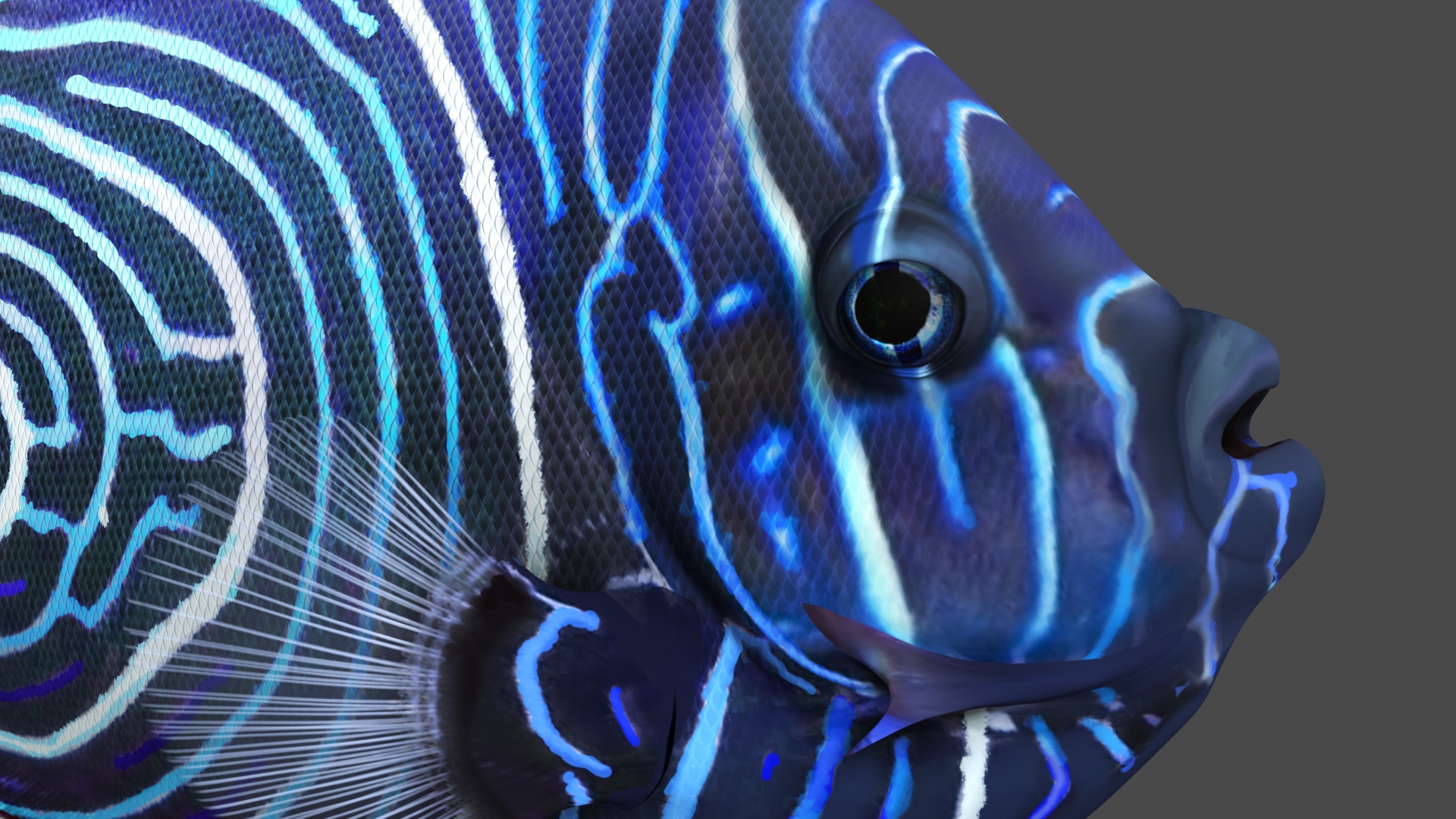 Emperor Angelfish or Pomacanthus Imperator 3D