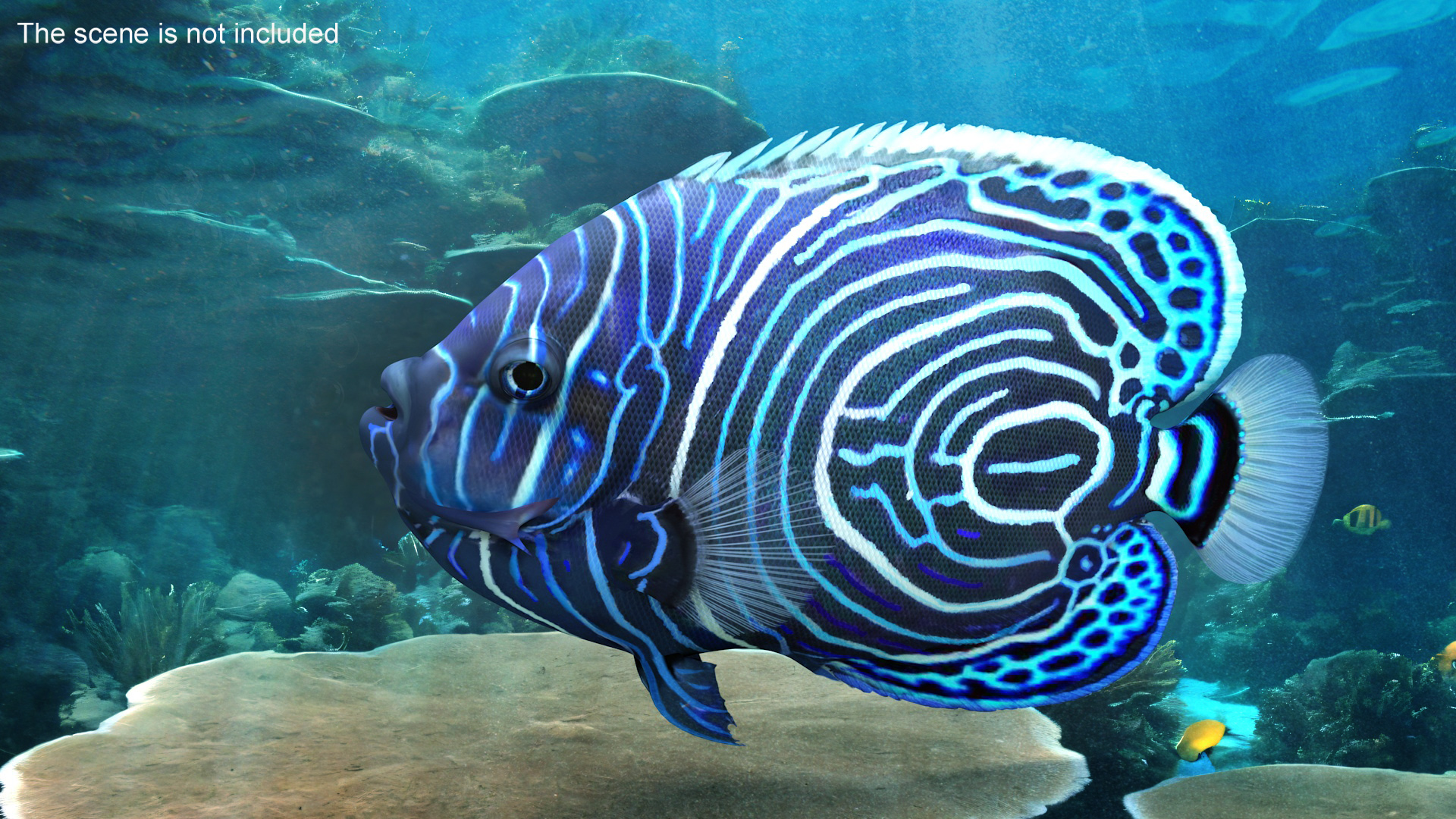 Emperor Angelfish or Pomacanthus Imperator 3D