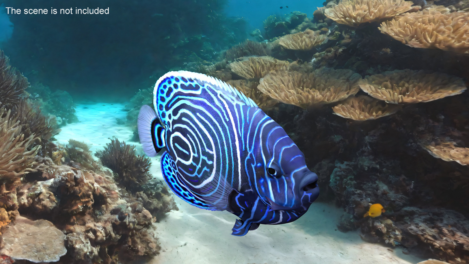 Emperor Angelfish or Pomacanthus Imperator 3D