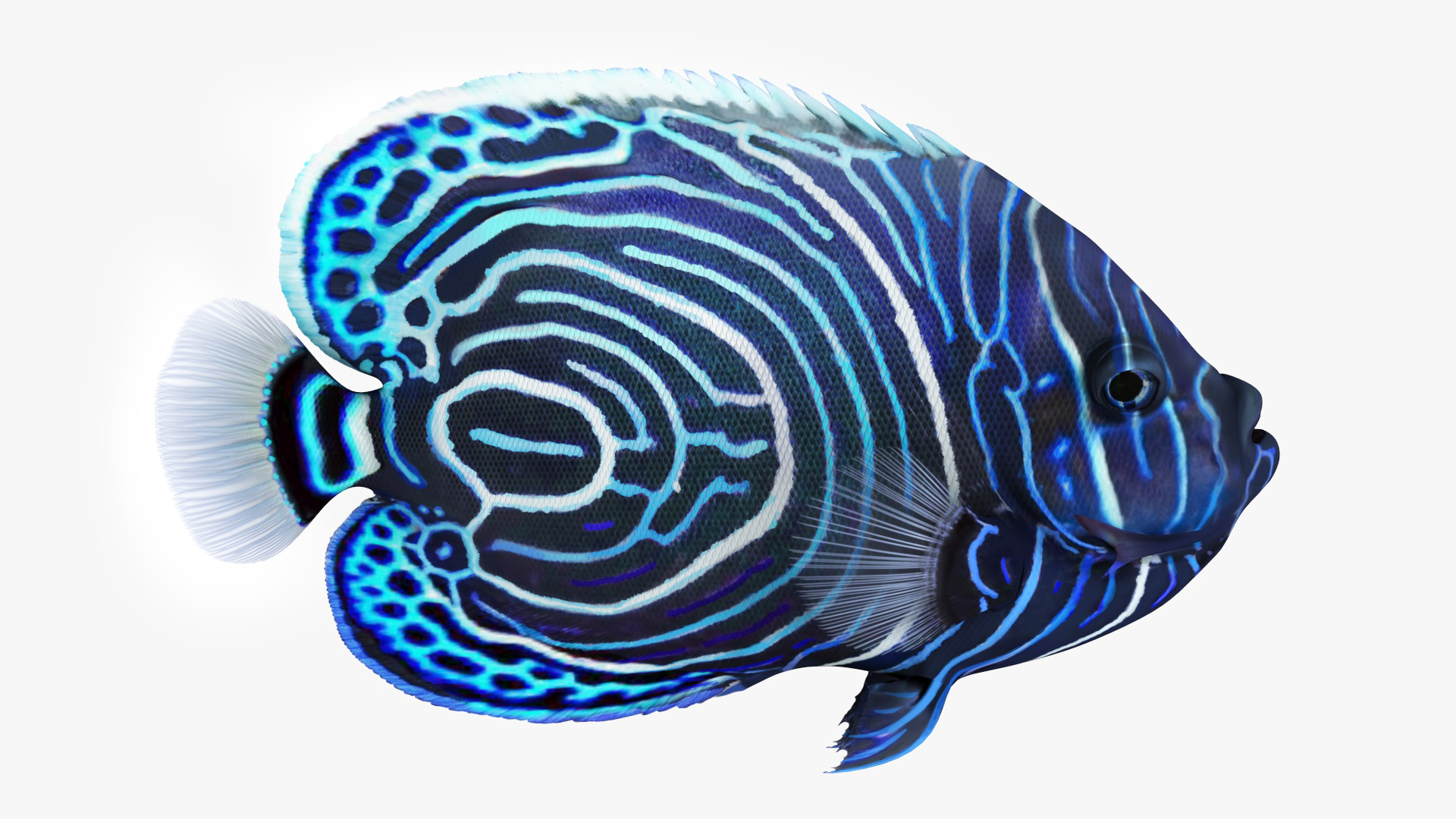 Emperor Angelfish or Pomacanthus Imperator 3D