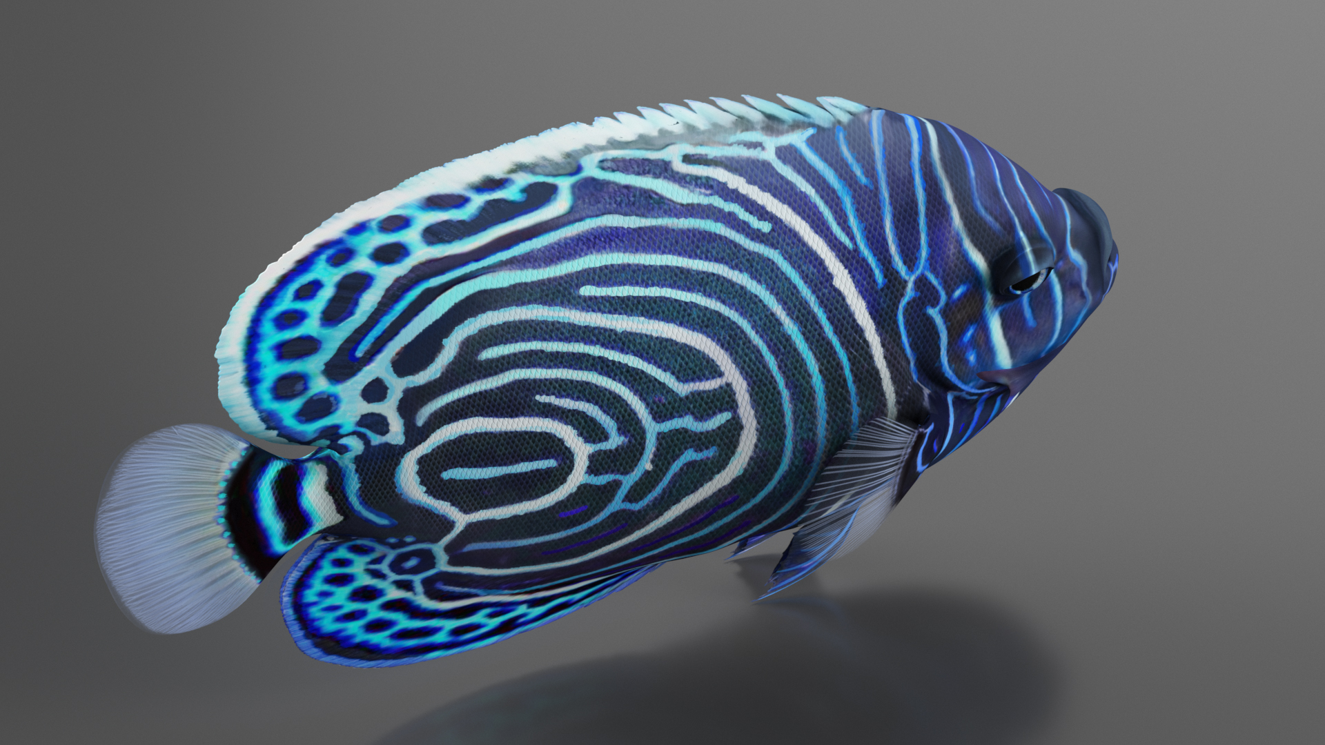 Emperor Angelfish or Pomacanthus Imperator 3D