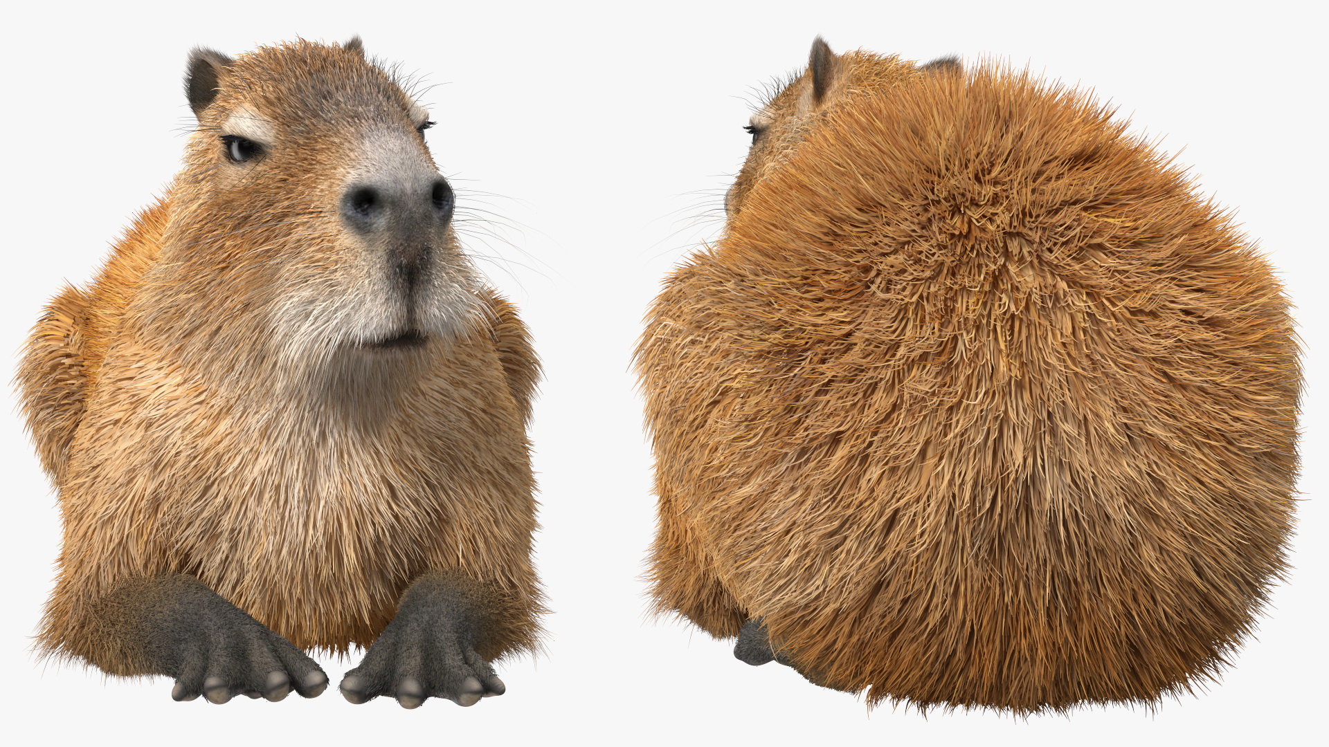 3D Capybara Lying Pose Fur model