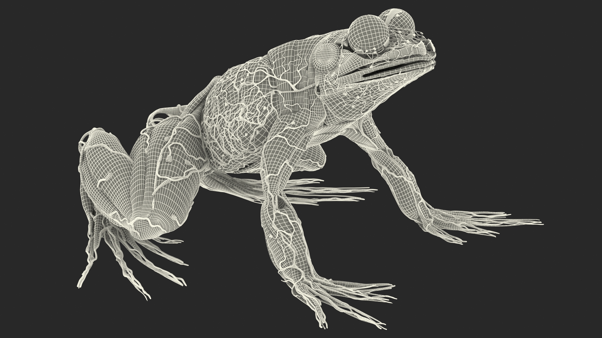 3D Frog Anatomy Complete Body Transparent Skin model