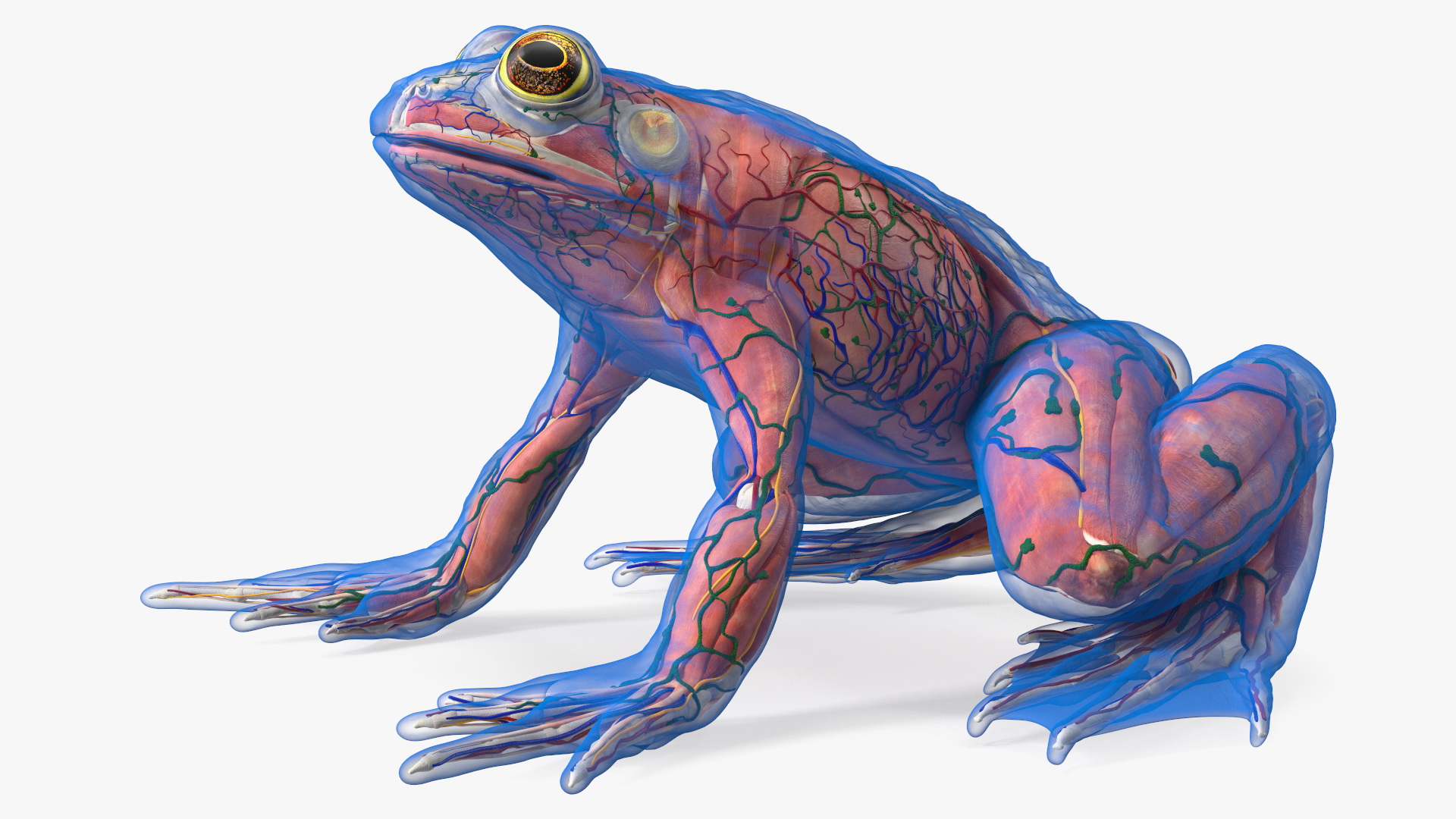 3D Frog Anatomy Complete Body Transparent Skin model